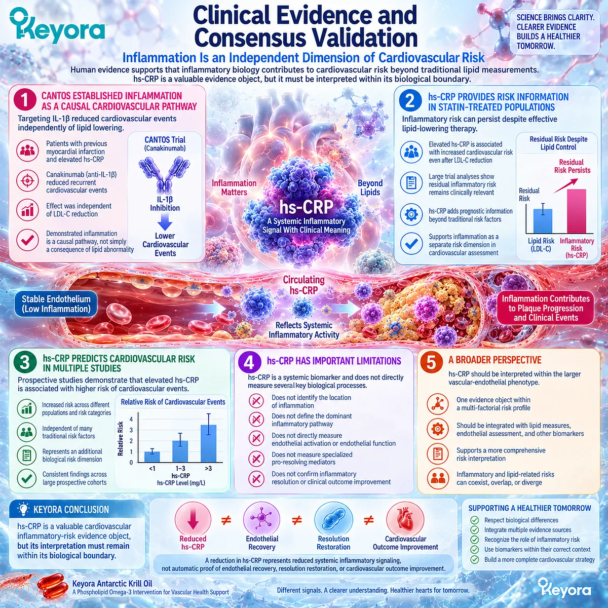hs-CRP maps residual cardiovascular inflammation beyond lipid risk but not endothelial recovery or resolution biology in Keyora’s Vascular-Endothelial Residual Inflammatory Phenotype. hs-CRP maps residual cardiovascular inflammation beyond lipid risk but not endothelial recovery or resolution biology in Keyora’s Vascular-Endothelial Residual Inflammatory Phenotype.