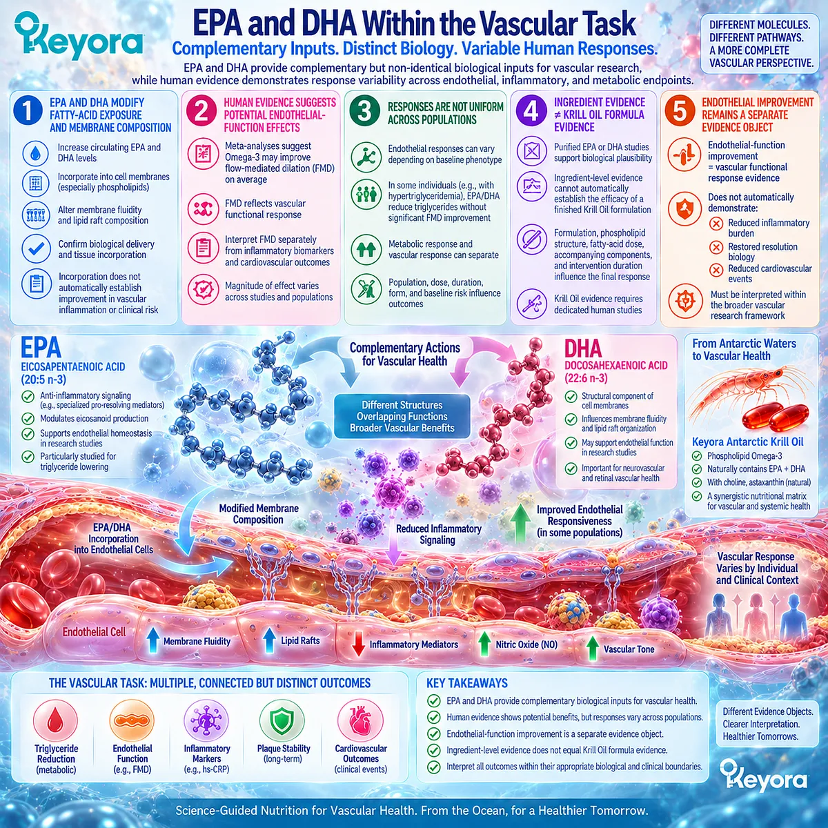 EPA and DHA support membrane fatty-acid exposure and may influence endothelial FMD, while Keyora separates vascular function from inflammatory and cardiovascular outcomes. EPA and DHA support membrane fatty-acid exposure and may influence endothelial FMD, while Keyora separates vascular function from inflammatory and cardiovascular outcomes.