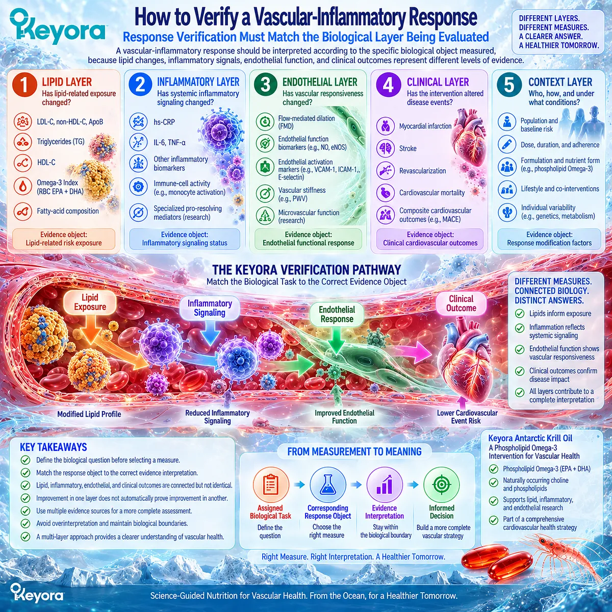 Cardiovascular response verification separates lipid markers, inflammation, endothelial function and clinical outcomes through Keyora’s task-to-response evidence framework. Cardiovascular response verification separates lipid markers, inflammation, endothelial function and clinical outcomes through Keyora’s task-to-response evidence framework.