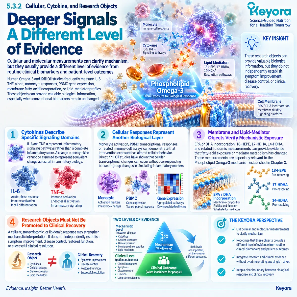 Omega-3 inflammation research links cytokines, PBMC responses and EPA/DHA lipid mediators to mechanistic exposure through Keyora’s Inflammatory Evidence Object Map. Omega-3 inflammation research links cytokines, PBMC responses and EPA/DHA lipid mediators to mechanistic exposure through Keyora’s Inflammatory Evidence Object Map.