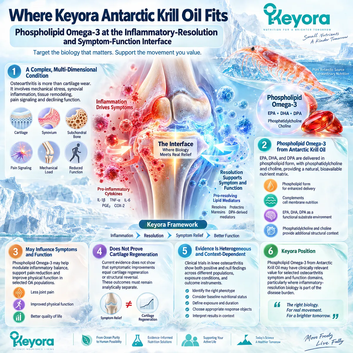 Phospholipid Omega-3 supports inflammatory-resolution signaling and joint comfort-function pathways, positioning Keyora Antarctic Krill Oil within selected osteoarthritis response domains. Phospholipid Omega-3 supports inflammatory-resolution signaling and joint comfort-function pathways, positioning Keyora Antarctic Krill Oil within selected osteoarthritis response domains.