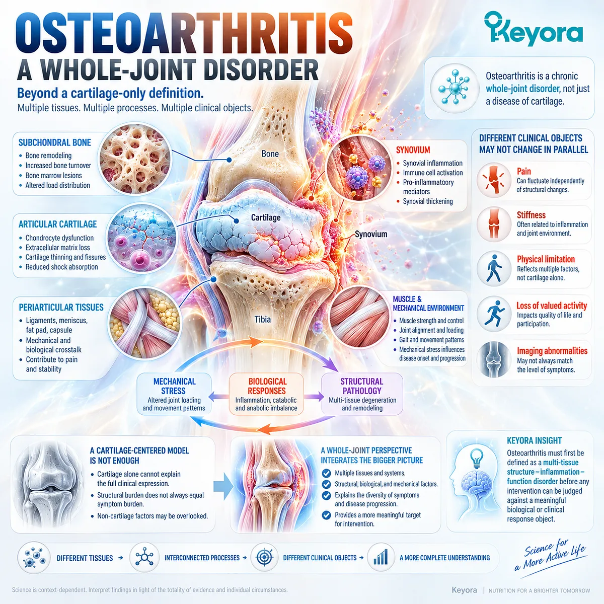 Osteoarthritis whole-joint pathology links cartilage, subchondral bone, synovium and mechanical stress with pain and function in the Keyora whole-joint framework. Osteoarthritis whole-joint pathology links cartilage, subchondral bone, synovium and mechanical stress with pain and function in the Keyora whole-joint framework.