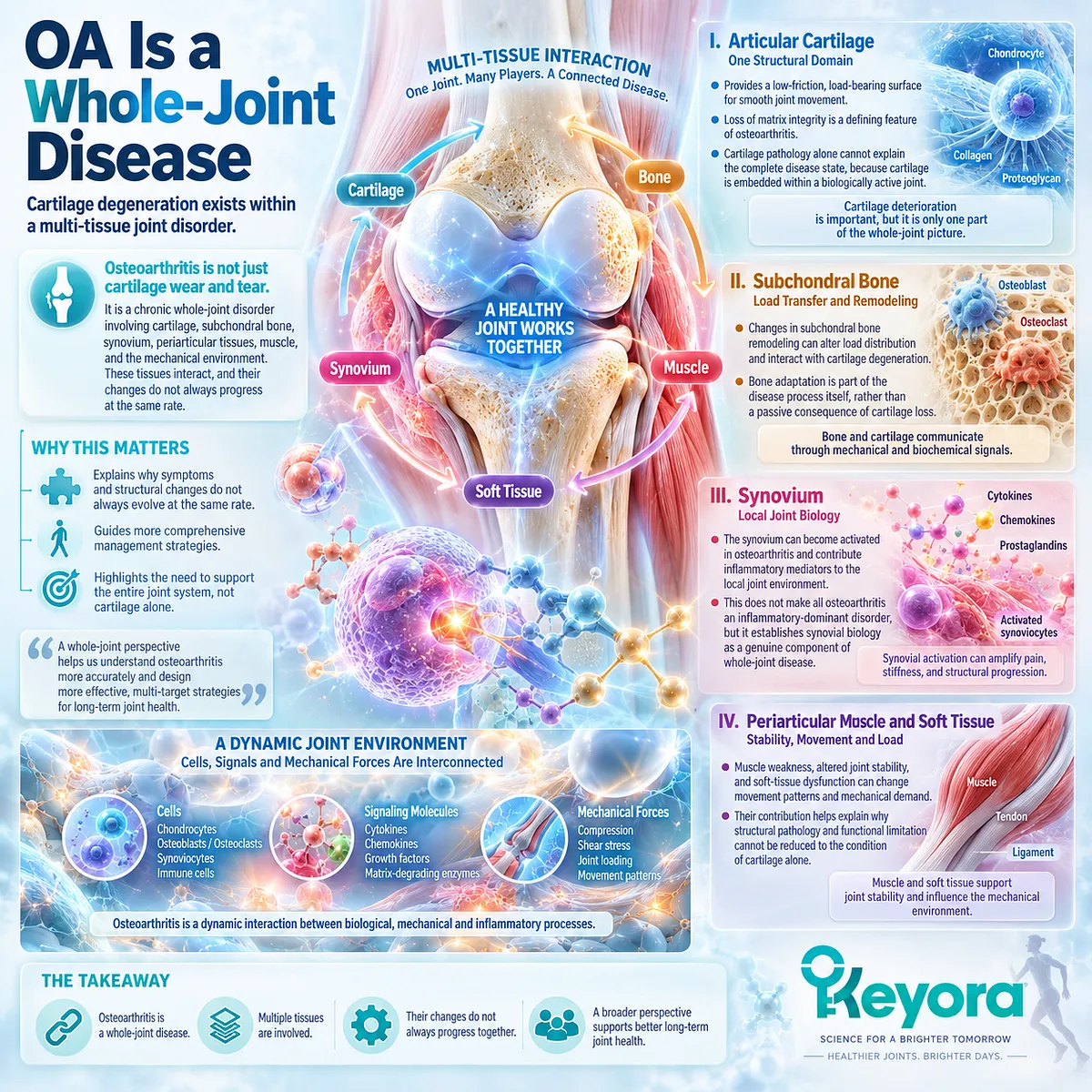 Osteoarthritis whole-joint disease links cartilage, subchondral bone, synovium and muscle with load distribution and joint function in the Keyora whole-joint framework. Osteoarthritis whole-joint disease links cartilage, subchondral bone, synovium and muscle with load distribution and joint function in the Keyora whole-joint framework.