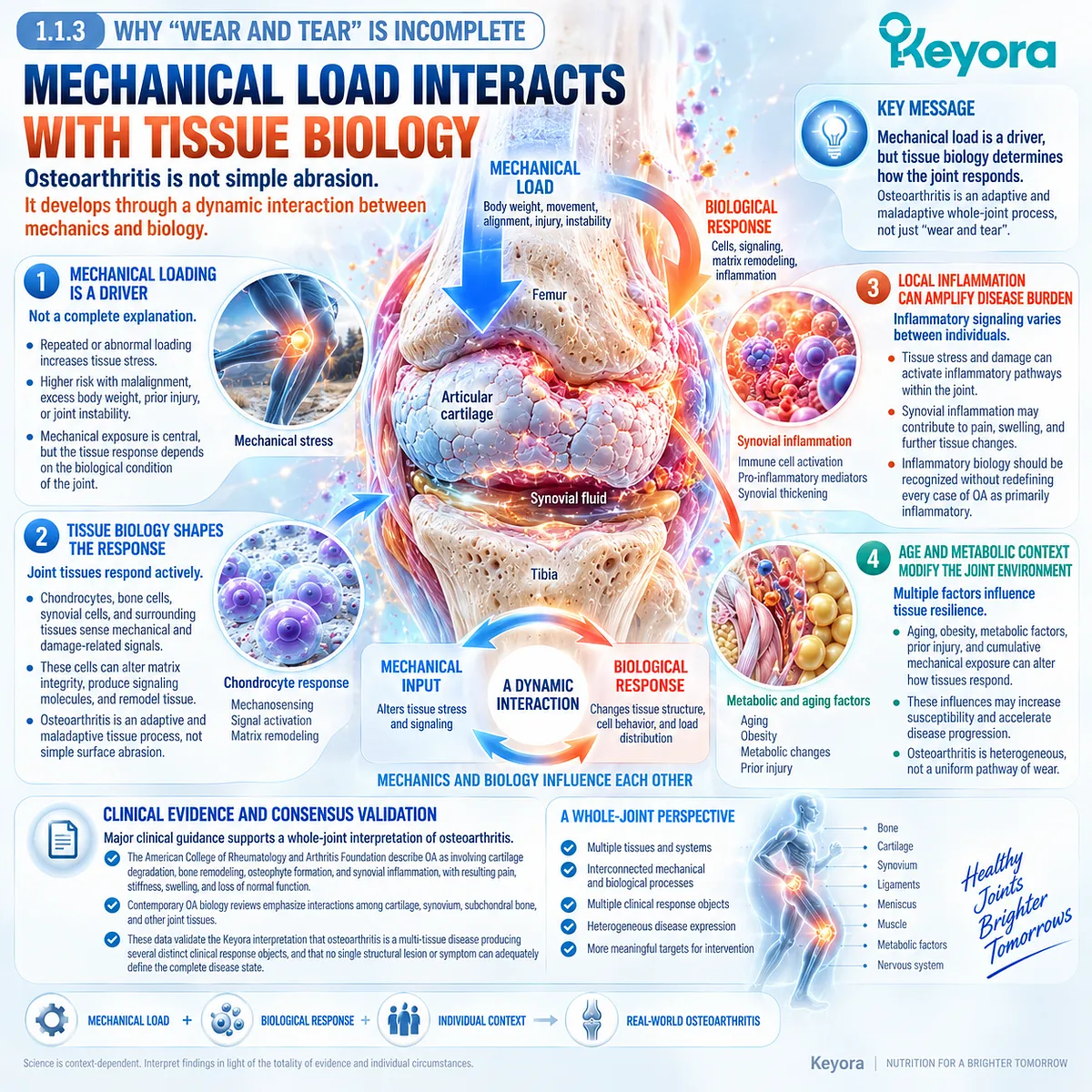 Osteoarthritis goes beyond wear and tear as mechanical load interacts with tissue signaling, inflammatory balance and joint resilience in the Keyora whole-joint framework. Osteoarthritis goes beyond wear and tear as mechanical load interacts with tissue signaling, inflammatory balance and joint resilience in the Keyora whole-joint framework.