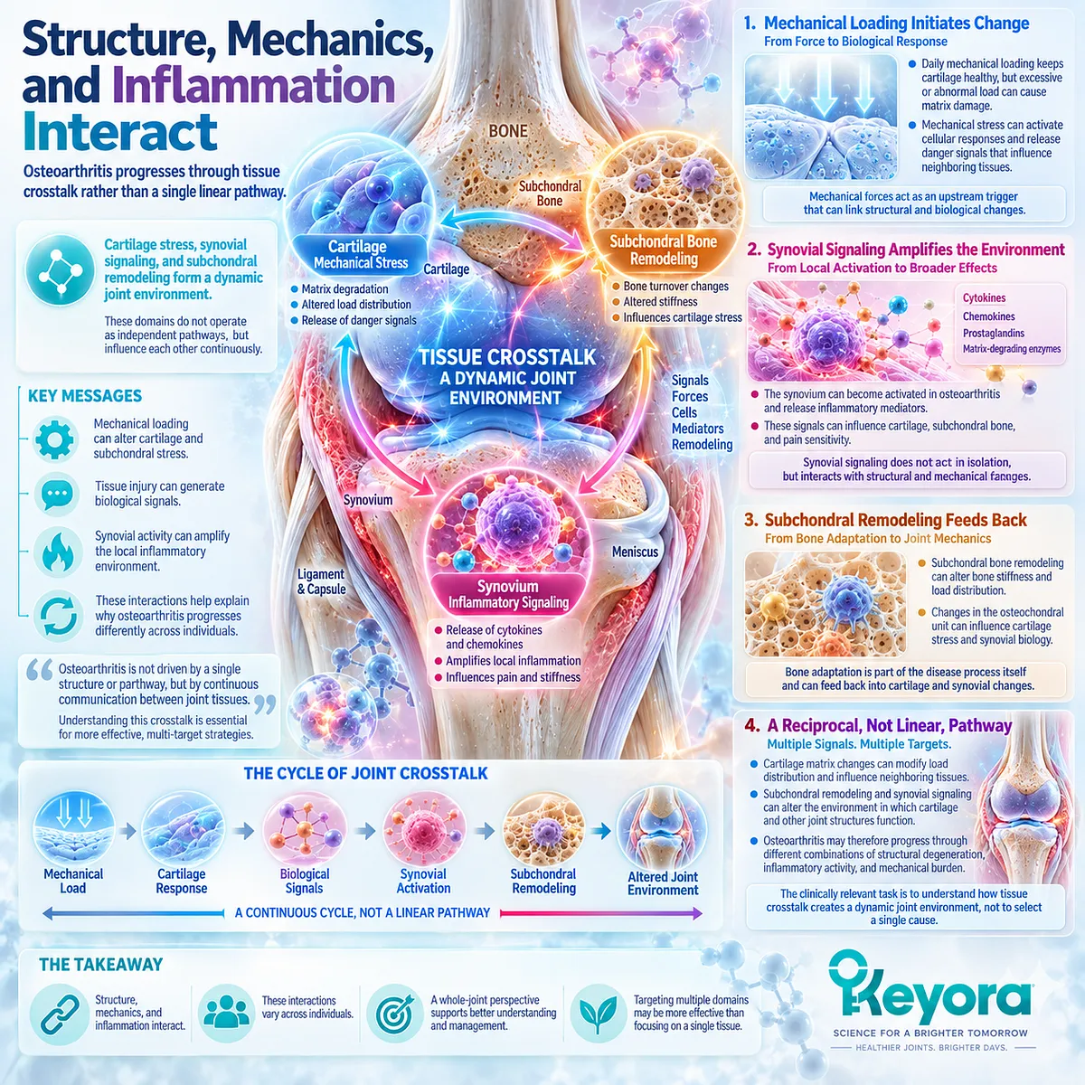Osteoarthritis links cartilage stress, synovial inflammation and subchondral bone remodeling through tissue crosstalk in the Keyora whole-joint framework. Osteoarthritis links cartilage stress, synovial inflammation and subchondral bone remodeling through tissue crosstalk in the Keyora whole-joint framework.