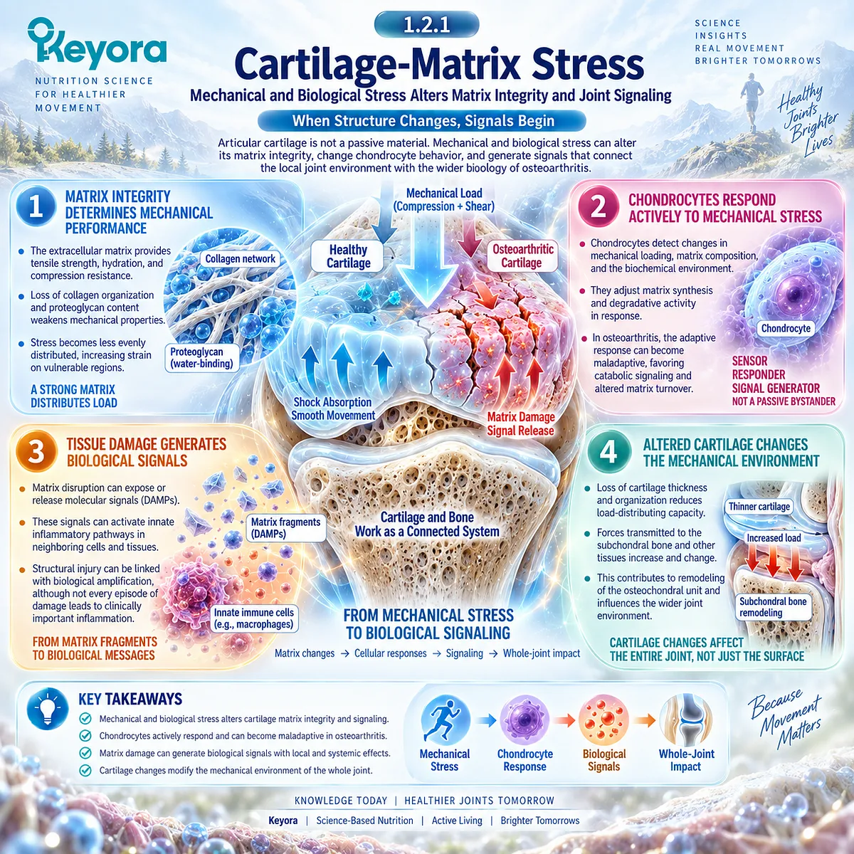 Osteoarthritis cartilage stress alters matrix integrity, chondrocyte signaling and load distribution, linking structural change to joint biology in the Keyora whole-joint framework. Osteoarthritis cartilage stress alters matrix integrity, chondrocyte signaling and load distribution, linking structural change to joint biology in the Keyora whole-joint framework.