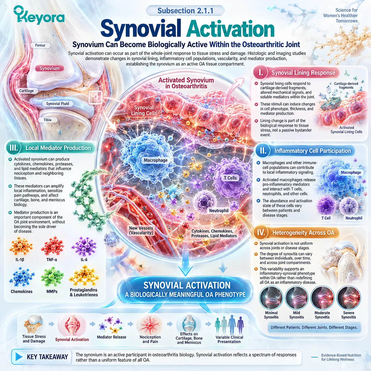 Osteoarthritis synovial activation links lining-cell response, macrophages and inflammatory mediators with joint tissue stress, mapped within the Keyora Resolution Layer. Osteoarthritis synovial activation links lining-cell response, macrophages and inflammatory mediators with joint tissue stress, mapped within the Keyora Resolution Layer.
