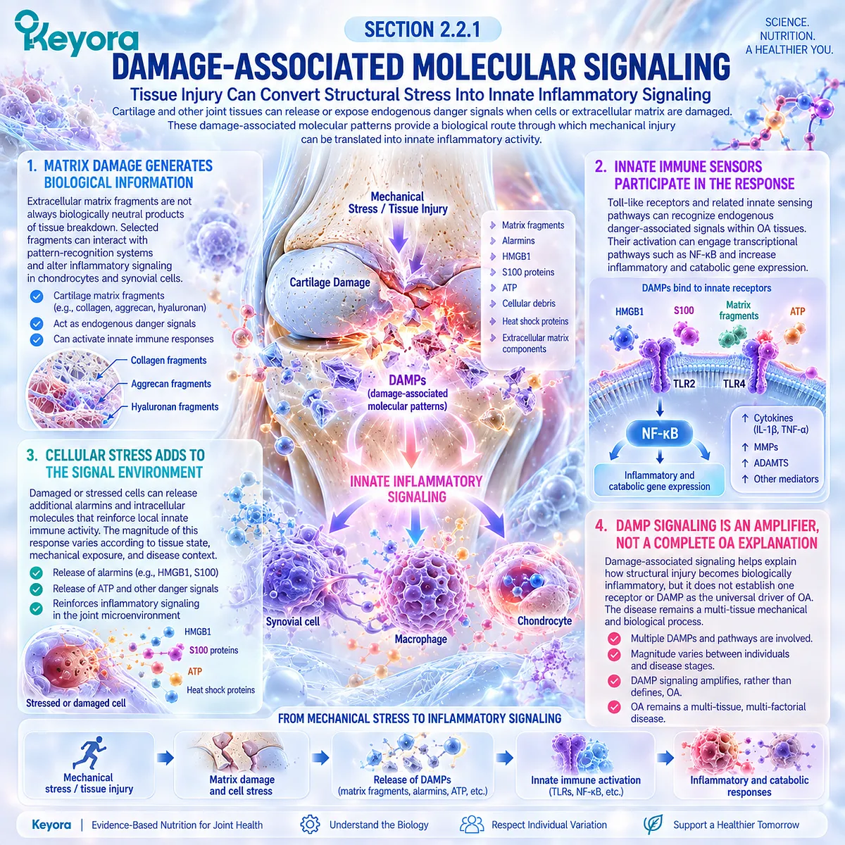 Osteoarthritis joint damage generates DAMP signaling through Toll-like receptors and NF-κB, amplifying local inflammation within the Keyora Resolution Layer. Osteoarthritis joint damage generates DAMP signaling through Toll-like receptors and NF-κB, amplifying local inflammation within the Keyora Resolution Layer.