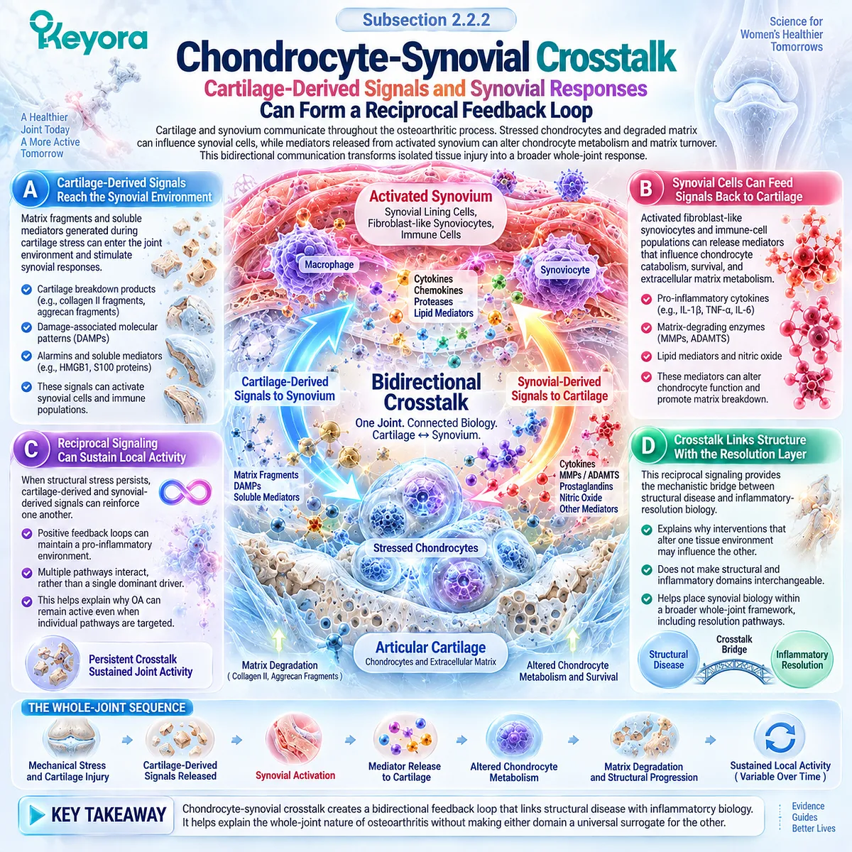 Osteoarthritis cartilage-synovium crosstalk links stressed chondrocytes, synovial mediators and matrix turnover in the Keyora Resolution Layer. Osteoarthritis cartilage-synovium crosstalk links stressed chondrocytes, synovial mediators and matrix turnover in the Keyora Resolution Layer.