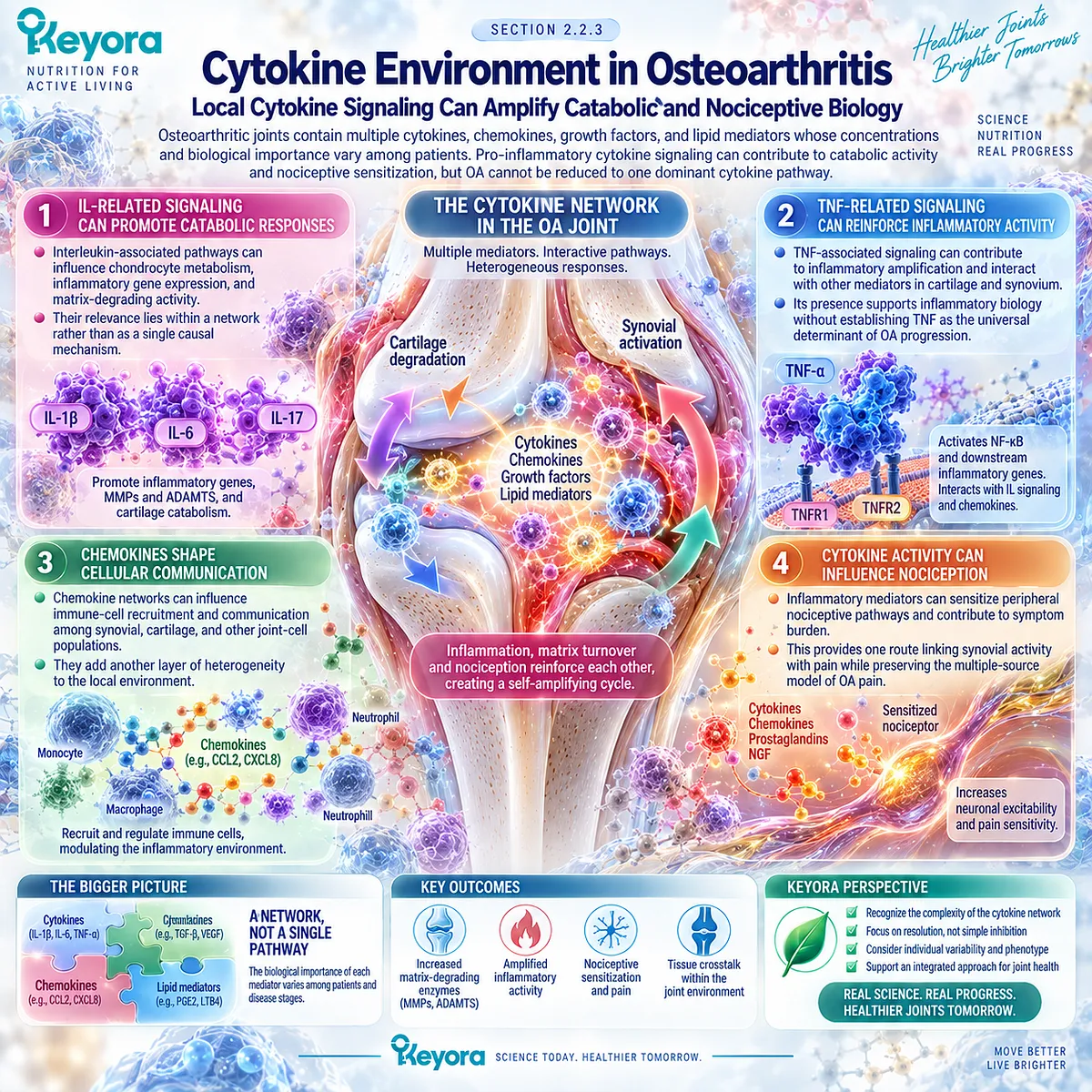 Osteoarthritis cytokine signaling links IL, TNF and chemokine networks with matrix catabolism and nociceptive sensitization within the Keyora Resolution Layer. Osteoarthritis cytokine signaling links IL, TNF and chemokine networks with matrix catabolism and nociceptive sensitization within the Keyora Resolution Layer.