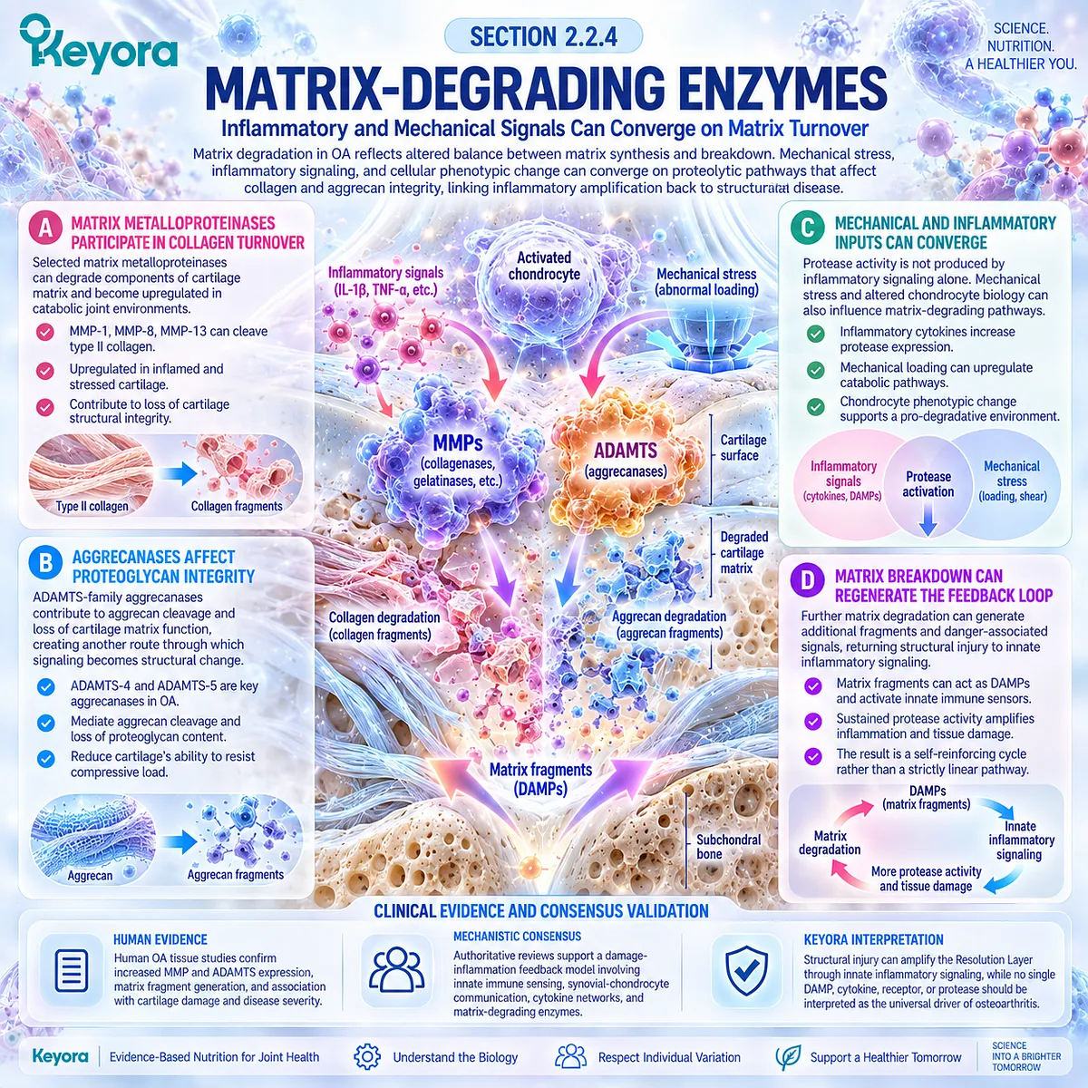 Osteoarthritis matrix breakdown links MMPs and ADAMTS aggrecanases with collagen and aggrecan loss, reinforcing damage-inflammation signaling in the Keyora Resolution Layer. Osteoarthritis matrix breakdown links MMPs and ADAMTS aggrecanases with collagen and aggrecan loss, reinforcing damage-inflammation signaling in the Keyora Resolution Layer.
