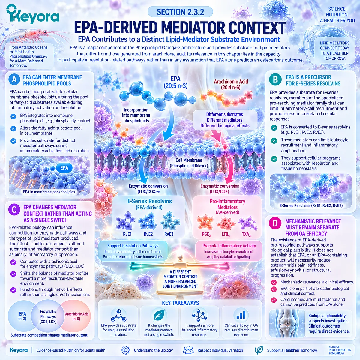 Osteoarthritis resolution biology links membrane EPA with E-series resolvins and inflammatory mediator balance through Keyora’s Phospholipid Omega-3 Resolution Layer. Osteoarthritis resolution biology links membrane EPA with E-series resolvins and inflammatory mediator balance through Keyora’s Phospholipid Omega-3 Resolution Layer.