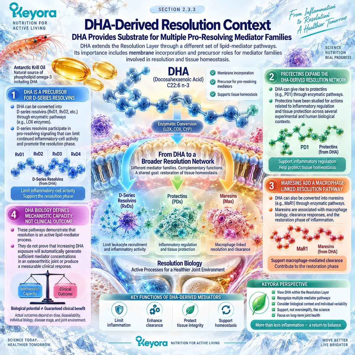 Osteoarthritis resolution biology links DHA with D-series resolvins, protectins and maresins supporting inflammatory homeostasis in Keyora’s Phospholipid Omega-3 Resolution Layer. Osteoarthritis resolution biology links DHA with D-series resolvins, protectins and maresins supporting inflammatory homeostasis in Keyora’s Phospholipid Omega-3 Resolution Layer.