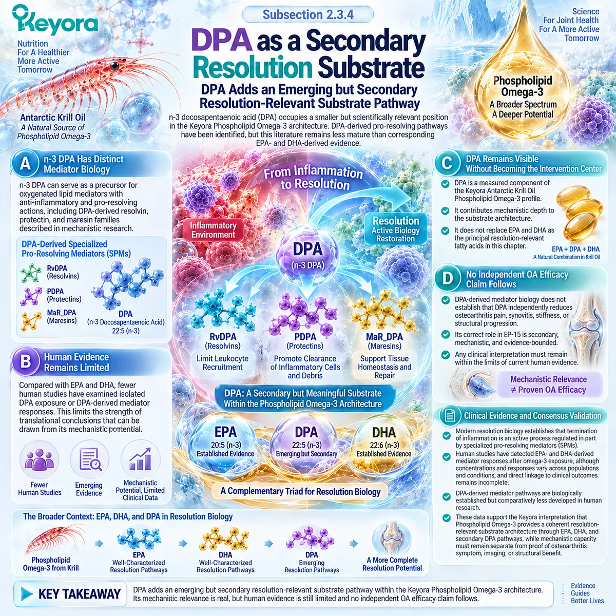Osteoarthritis resolution biology links n-3 DPA with emerging resolvin, protectin and maresin pathways as a secondary substrate in Keyora’s Phospholipid Omega-3 architecture. Osteoarthritis resolution biology links n-3 DPA with emerging resolvin, protectin and maresin pathways as a secondary substrate in Keyora’s Phospholipid Omega-3 architecture.