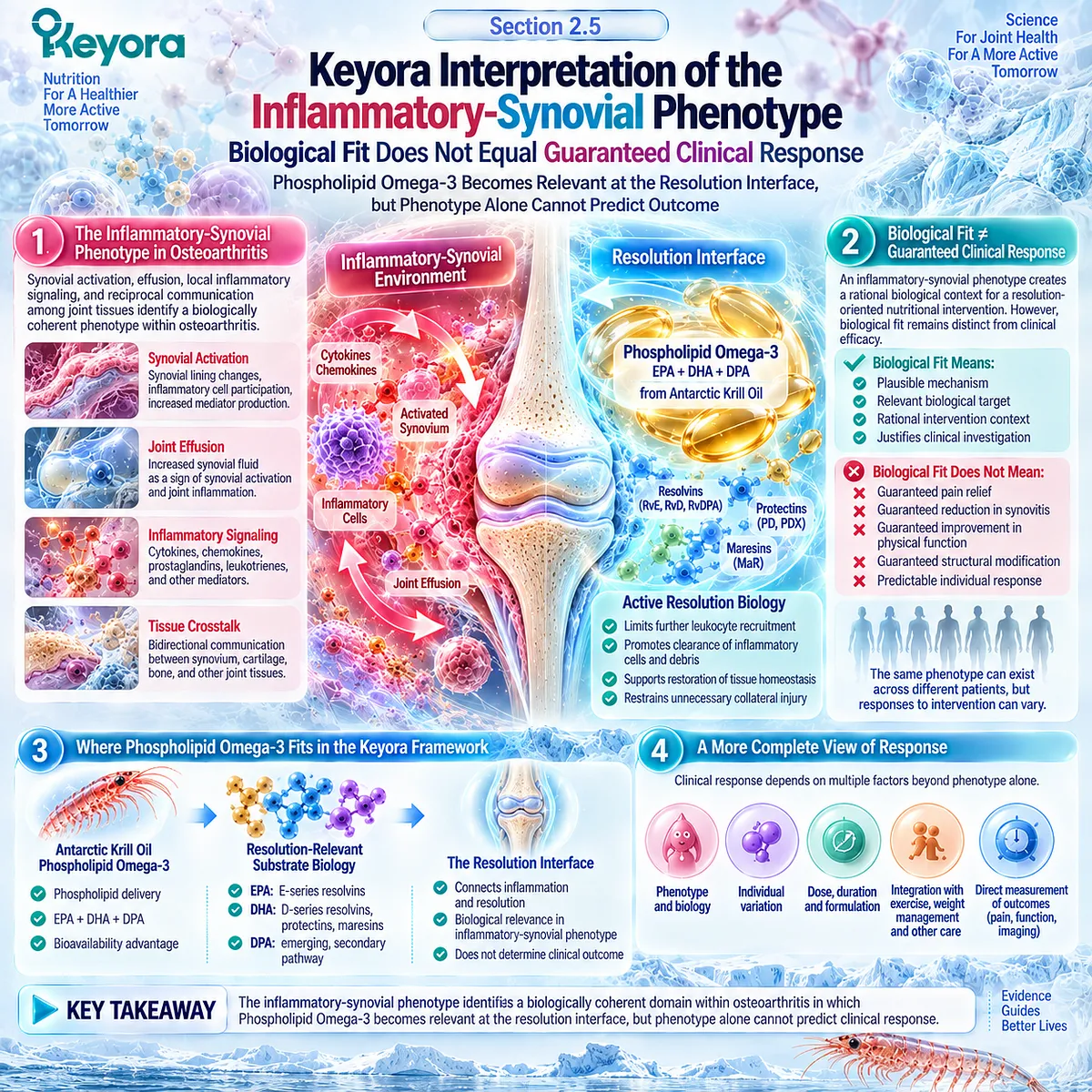 Inflammatory osteoarthritis links synovitis with EPA, DHA and DPA resolution biology, positioning Phospholipid Omega-3 in Keyora’s Joint Resolution-Structure-Function Matrix. Inflammatory osteoarthritis links synovitis with EPA, DHA and DPA resolution biology, positioning Phospholipid Omega-3 in Keyora’s Joint Resolution-Structure-Function Matrix.