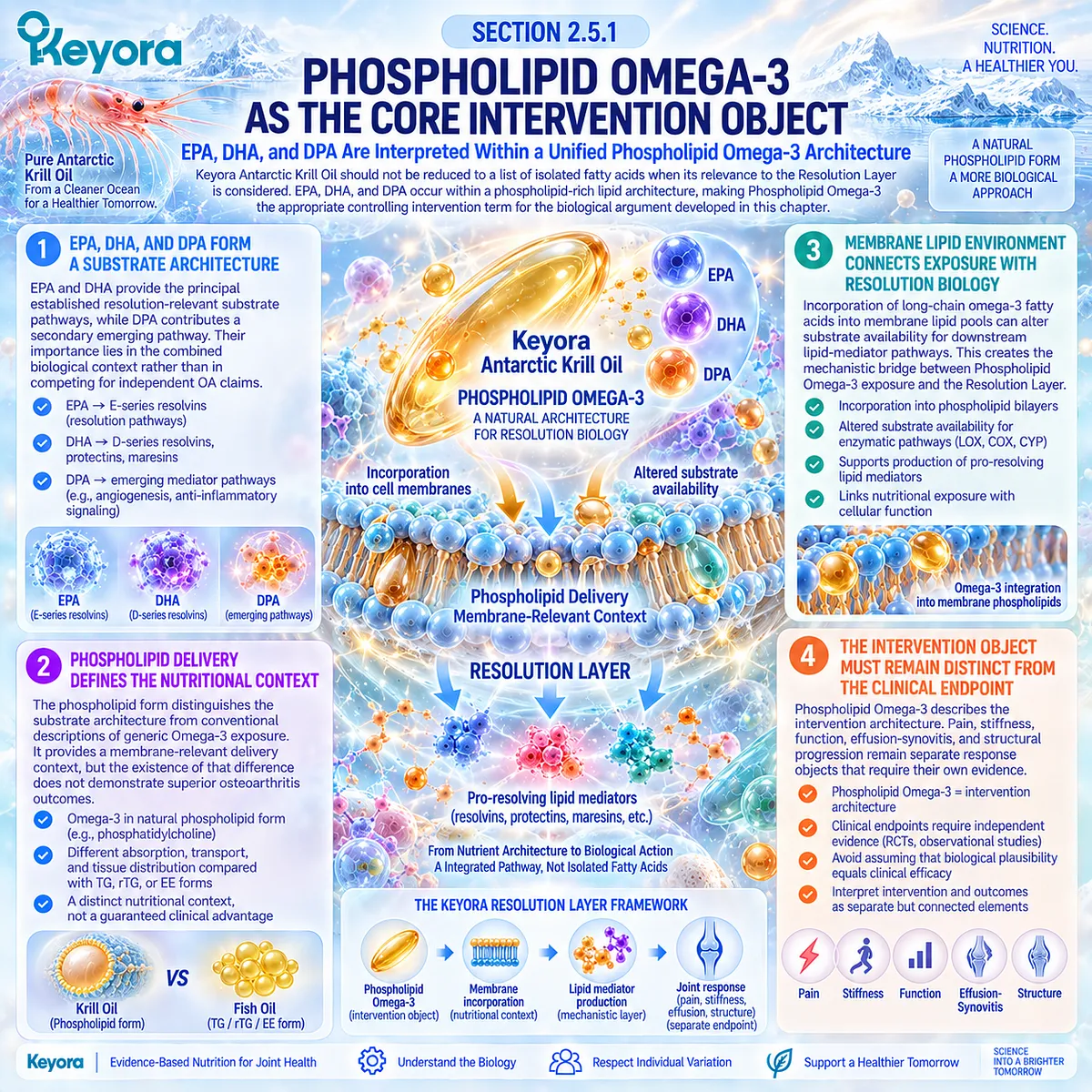 Osteoarthritis resolution support links phospholipid EPA, DHA and DPA with membrane lipid remodeling and mediator substrates in Keyora’s Phospholipid Omega-3 architecture. Osteoarthritis resolution support links phospholipid EPA, DHA and DPA with membrane lipid remodeling and mediator substrates in Keyora’s Phospholipid Omega-3 architecture.