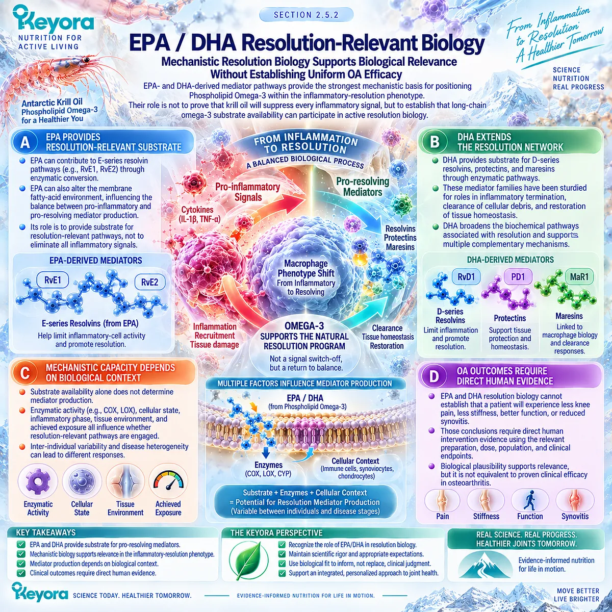 Osteoarthritis resolution biology links EPA resolvins and DHA resolvins, protectins and maresins with homeostasis in Keyora’s Phospholipid Omega-3 framework. Osteoarthritis resolution biology links EPA resolvins and DHA resolvins, protectins and maresins with homeostasis in Keyora’s Phospholipid Omega-3 framework.