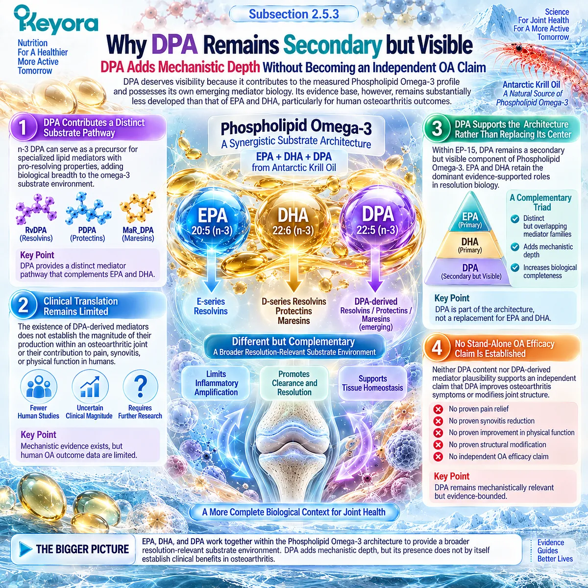 Osteoarthritis resolution biology links n-3 DPA with emerging pro-resolving lipid mediators as a secondary substrate in Keyora’s Phospholipid Omega-3 architecture. Osteoarthritis resolution biology links n-3 DPA with emerging pro-resolving lipid mediators as a secondary substrate in Keyora’s Phospholipid Omega-3 architecture.