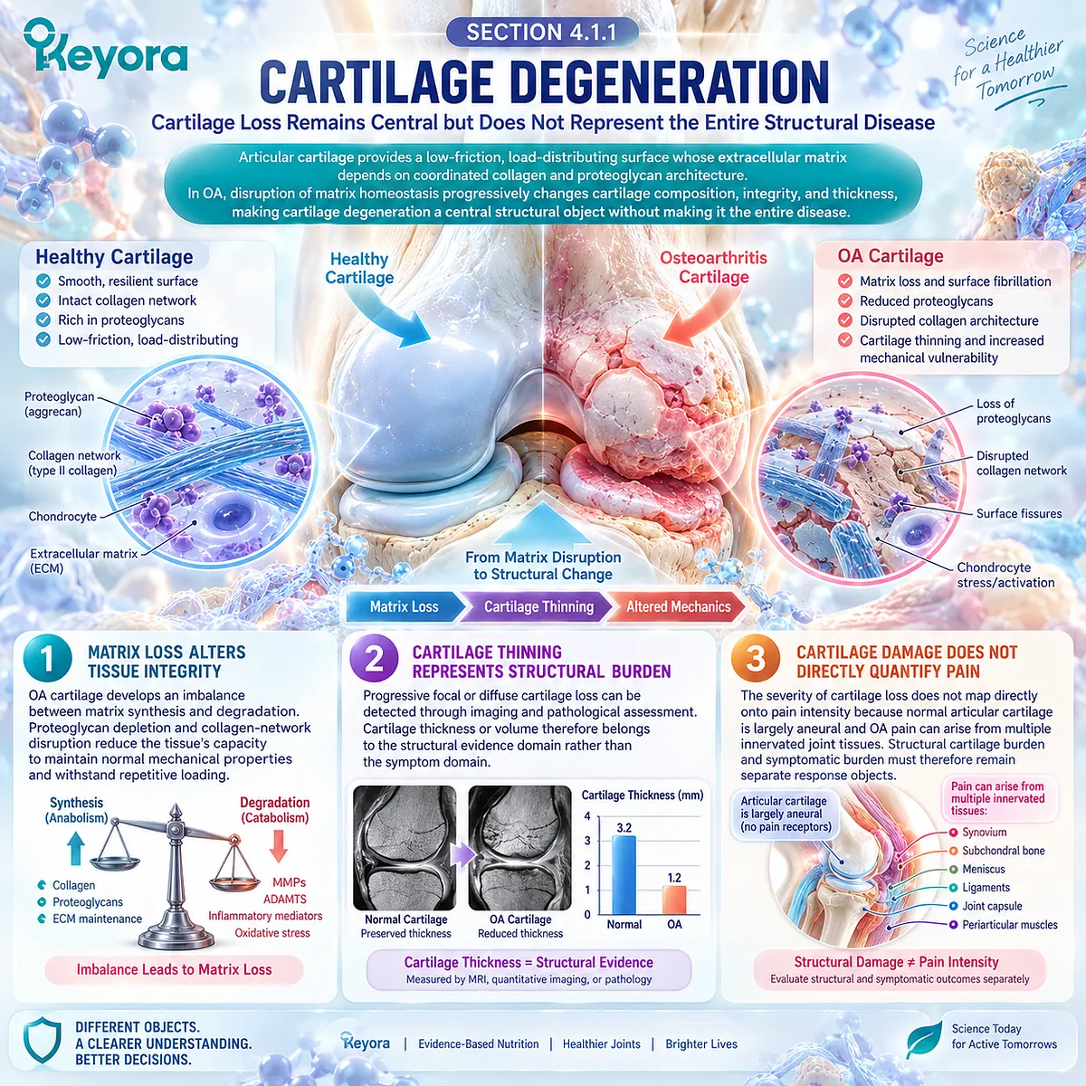Osteoarthritis cartilage degeneration links proteoglycan loss and collagen matrix disruption with structural thinning, framed by the Keyora Joint Symptom-Structure Separation Rule. Osteoarthritis cartilage degeneration links proteoglycan loss and collagen matrix disruption with structural thinning, framed by the Keyora Joint Symptom-Structure Separation Rule.