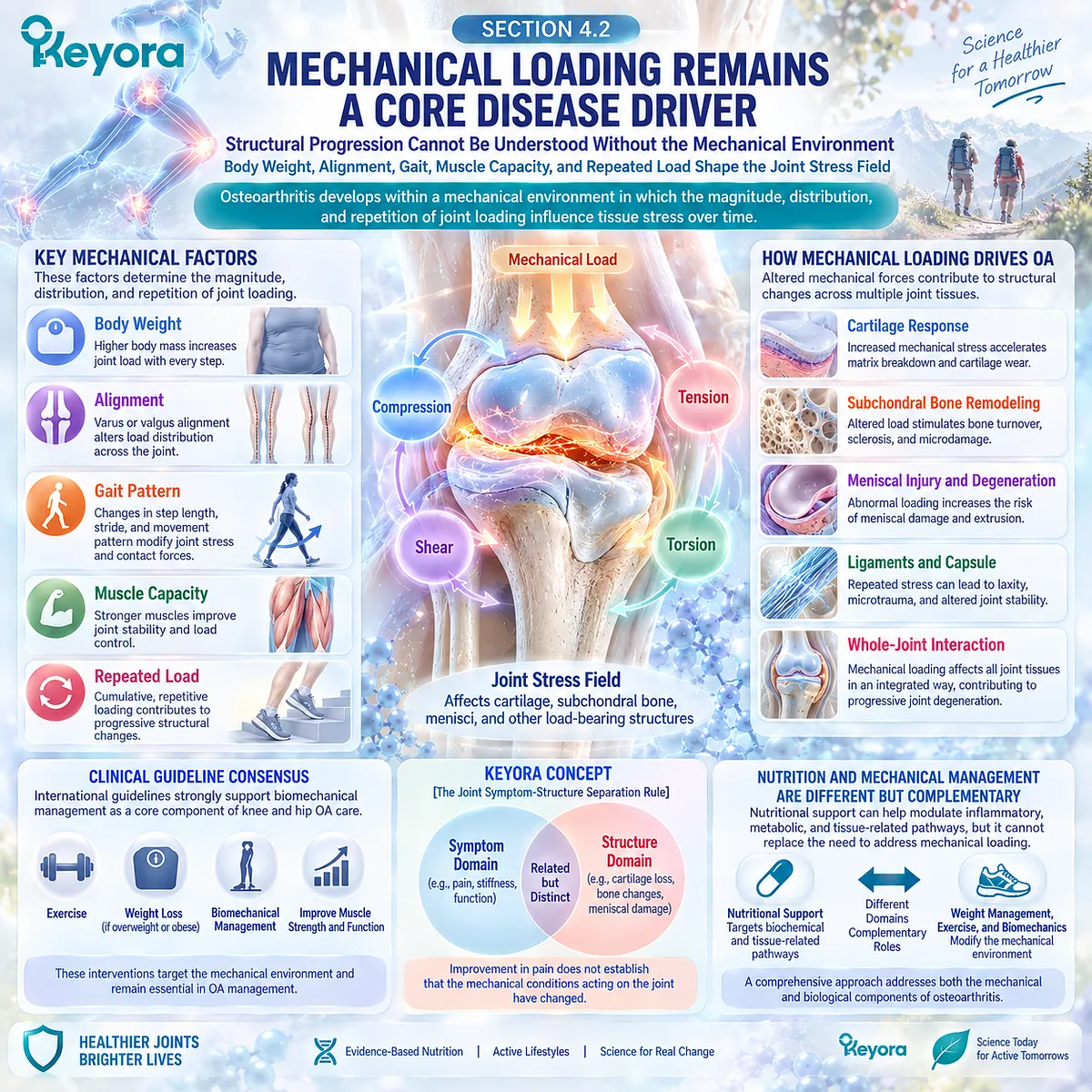 Osteoarthritis mechanical loading links body weight, alignment, gait and muscle capacity with joint stress, framed by the Keyora Joint Symptom-Structure Separation Rule. Osteoarthritis mechanical loading links body weight, alignment, gait and muscle capacity with joint stress, framed by the Keyora Joint Symptom-Structure Separation Rule.