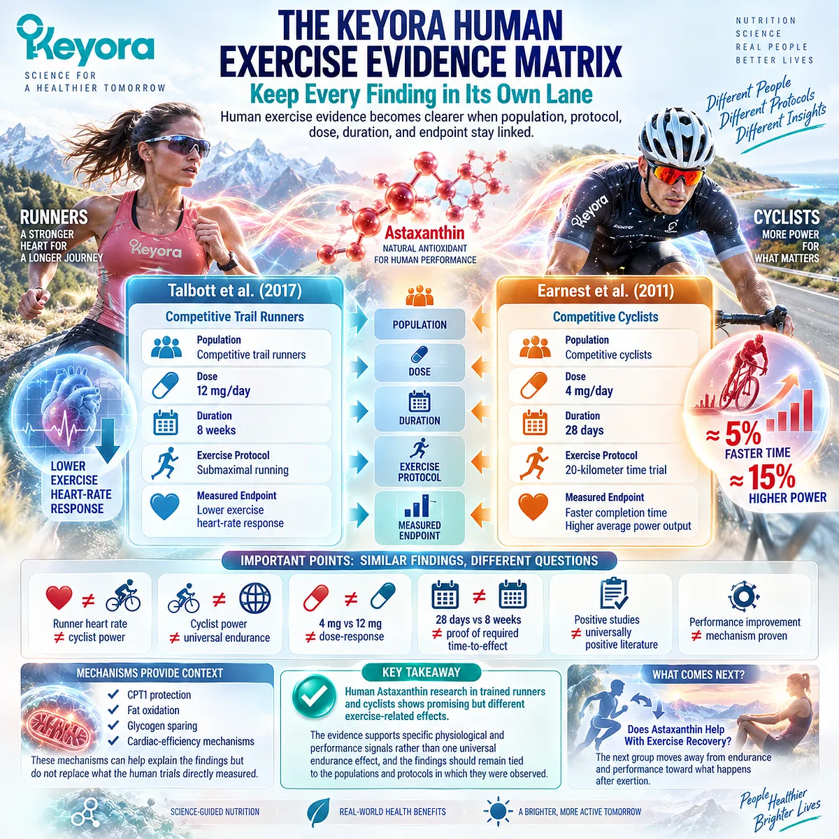 Astaxanthin exercise evidence maps population, dose, duration, protocol and endpoint to distinct runner and cyclist findings in the Keyora Human Exercise Evidence Matrix. Astaxanthin exercise evidence maps population, dose, duration, protocol and endpoint to distinct runner and cyclist findings in the Keyora Human Exercise Evidence Matrix.
