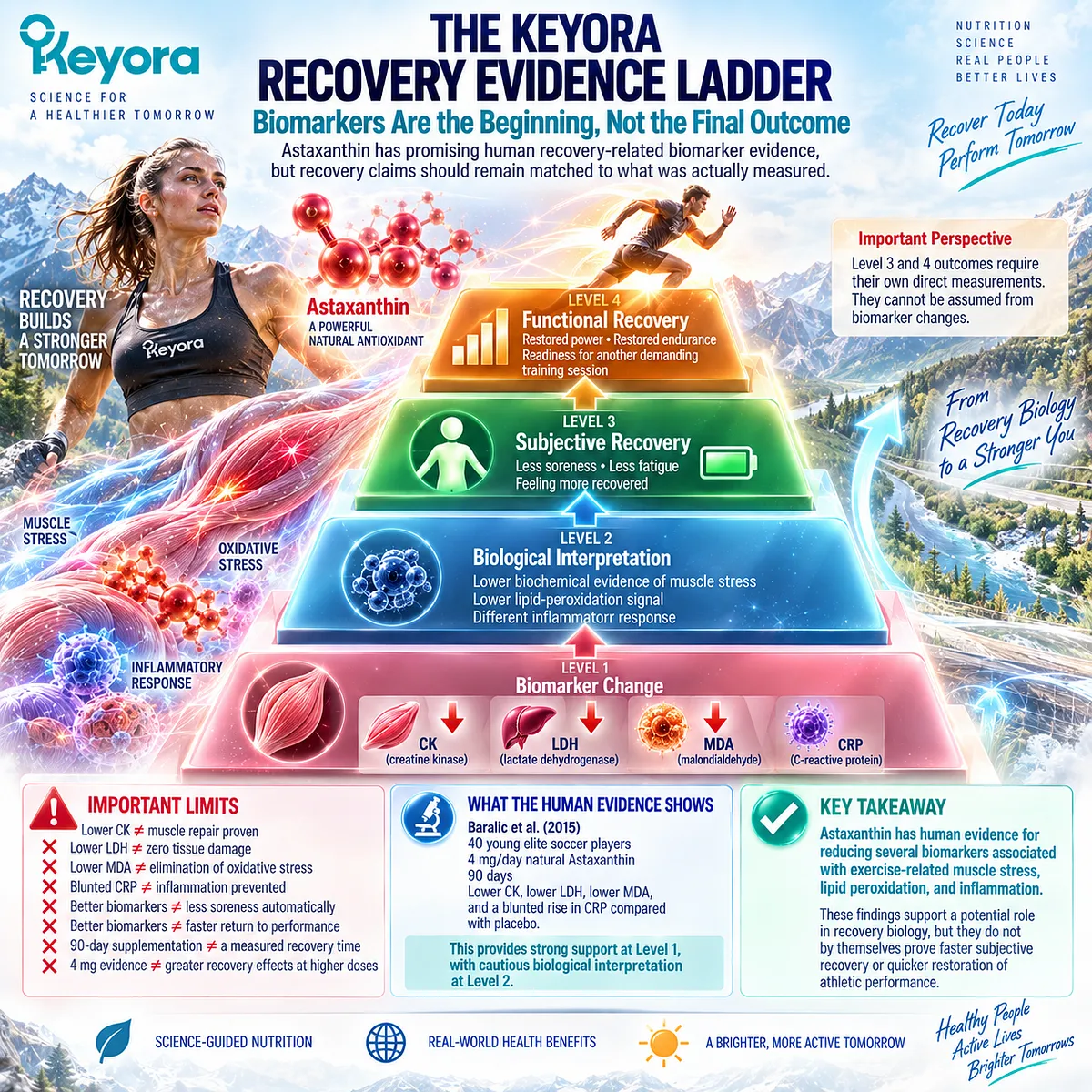 Astaxanthin exercise recovery evidence progresses from CK, LDH, MDA and CRP biomarkers to biological interpretation in the Keyora Recovery Evidence Ladder. Astaxanthin exercise recovery evidence progresses from CK, LDH, MDA and CRP biomarkers to biological interpretation in the Keyora Recovery Evidence Ladder.