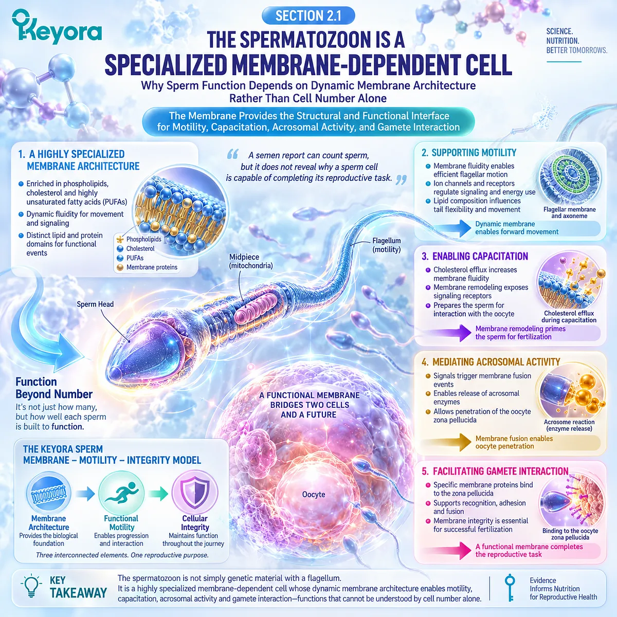 Male fertility wellness depends on dynamic sperm membrane architecture coordinating motility, capacitation and cellular integrity in the Keyora Sperm Membrane-Motility-Integrity Matrix. Male fertility wellness depends on dynamic sperm membrane architecture coordinating motility, capacitation and cellular integrity in the Keyora Sperm Membrane-Motility-Integrity Matrix.