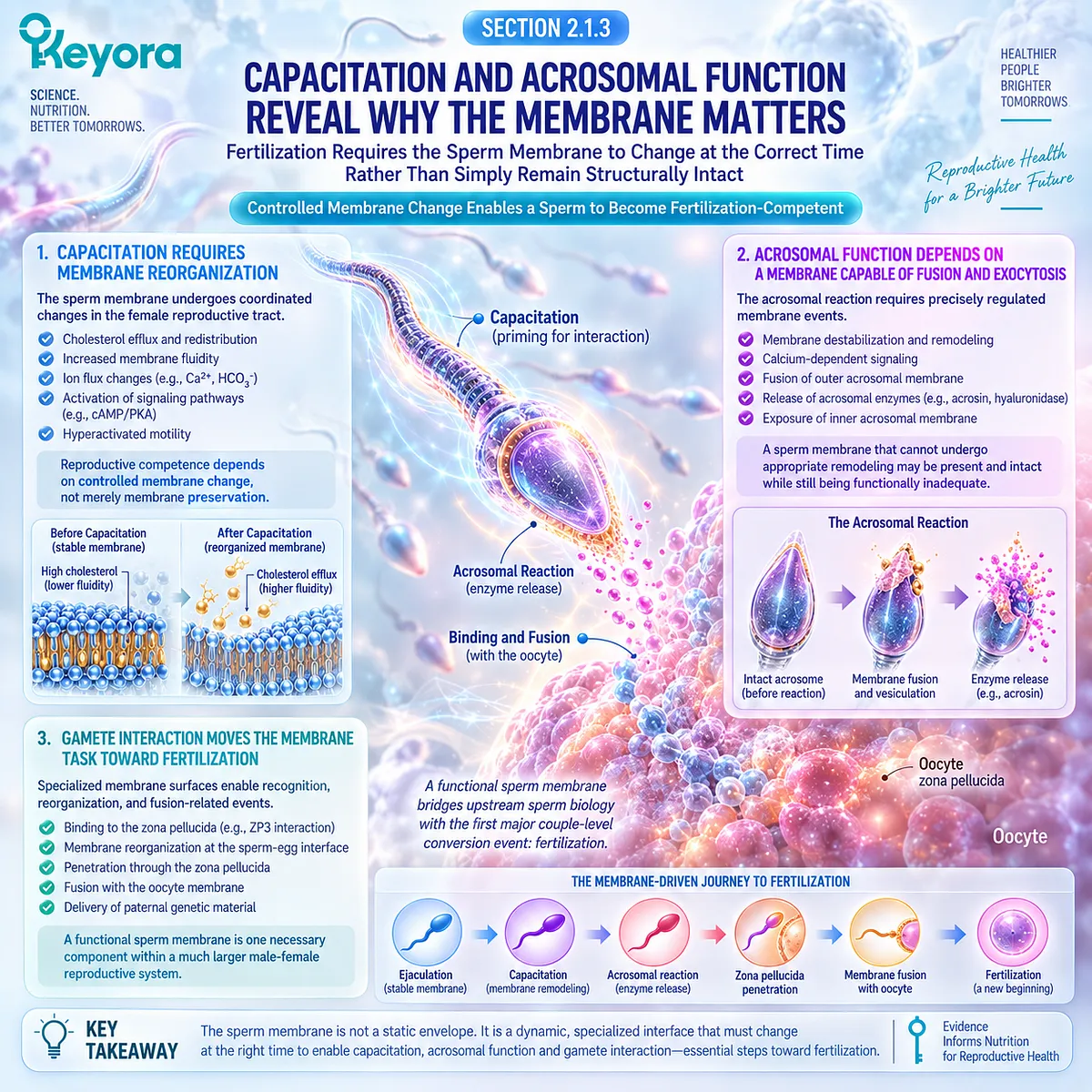Male fertility wellness links sperm membrane remodeling during capacitation and acrosomal exocytosis with gamete interaction in the Keyora Sperm Membrane-Motility-Integrity Matrix. Male fertility wellness links sperm membrane remodeling during capacitation and acrosomal exocytosis with gamete interaction in the Keyora Sperm Membrane-Motility-Integrity Matrix.