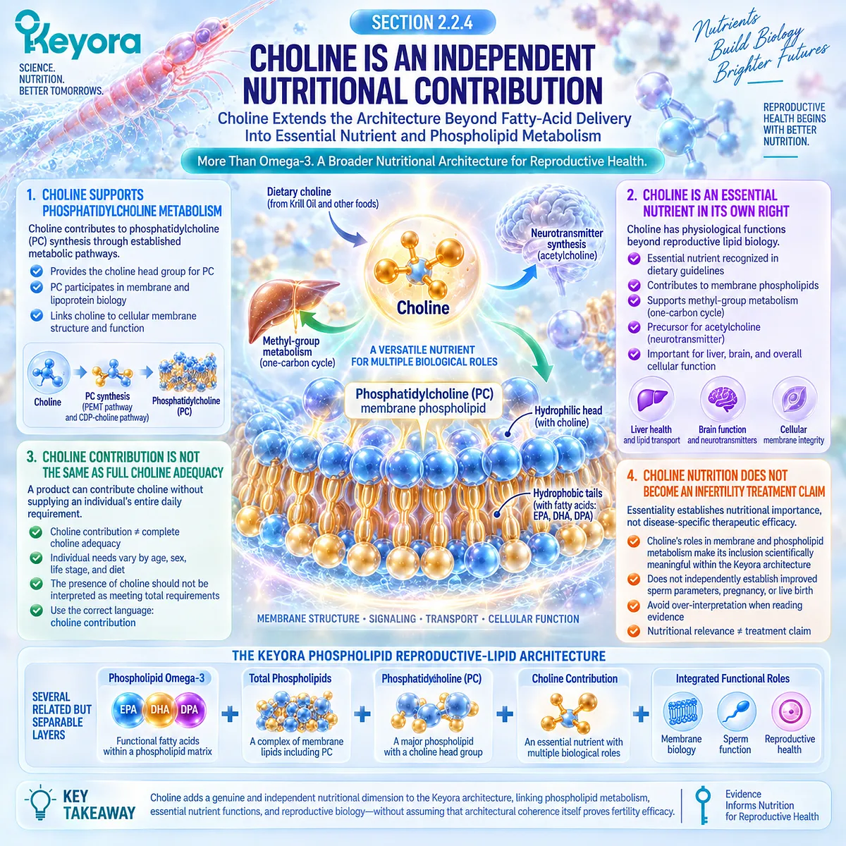Male fertility nutrition links choline with phosphatidylcholine synthesis, membrane metabolism and essential nutrient support in the Keyora Phospholipid Reproductive-Lipid Architecture. Male fertility nutrition links choline with phosphatidylcholine synthesis, membrane metabolism and essential nutrient support in the Keyora Phospholipid Reproductive-Lipid Architecture.