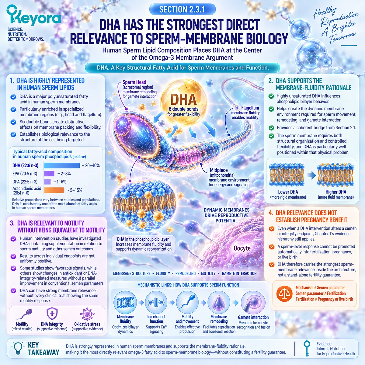 Male fertility nutrition links DHA-rich sperm membrane phospholipids with fluidity, motility and remodeling in the Keyora Phospholipid Reproductive-Lipid Architecture. Male fertility nutrition links DHA-rich sperm membrane phospholipids with fluidity, motility and remodeling in the Keyora Phospholipid Reproductive-Lipid Architecture.