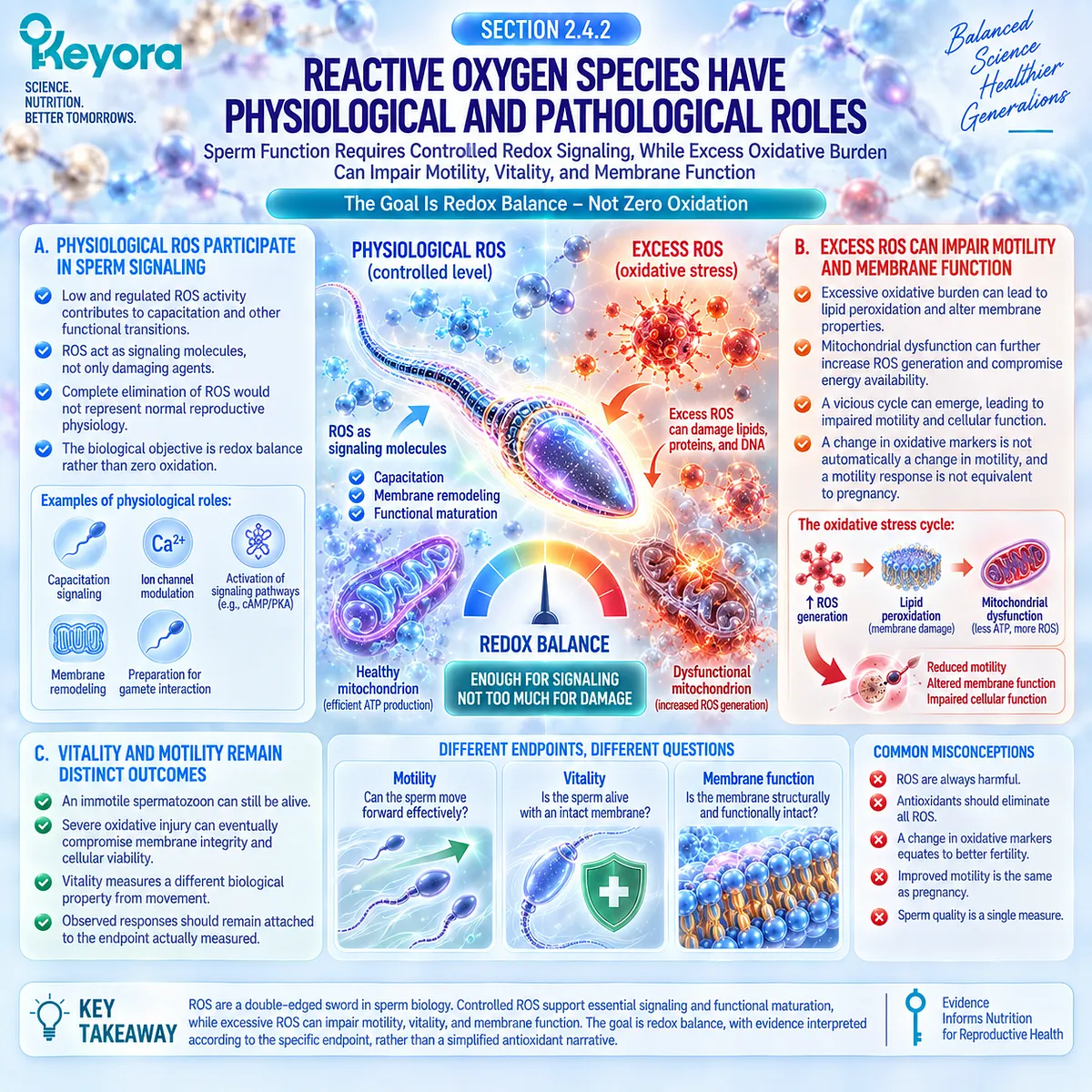 Male fertility wellness depends on sperm redox balance, where controlled ROS supports capacitation but excess ROS drives lipid peroxidation and motility stress in the Keyora Sperm Membrane-Motility-Integrity Matrix. Male fertility wellness depends on sperm redox balance, where controlled ROS supports capacitation but excess ROS drives lipid peroxidation and motility stress in the Keyora Sperm Membrane-Motility-Integrity Matrix.