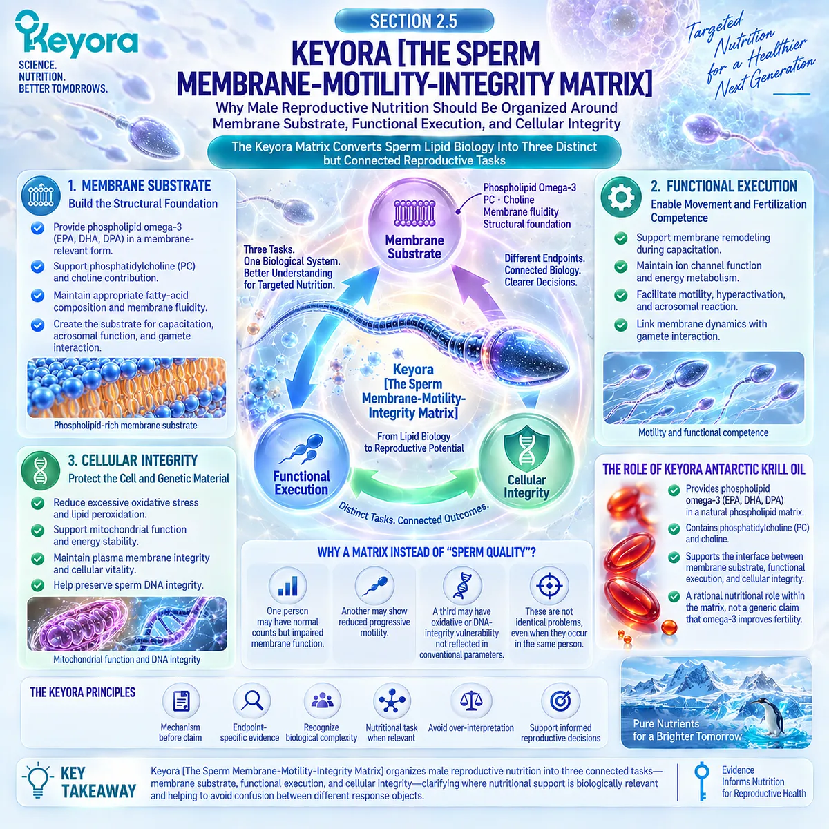 Male fertility nutrition maps sperm membrane substrate, motility execution and cellular integrity as separate response targets in the Keyora Sperm Membrane-Motility-Integrity Matrix. Male fertility nutrition maps sperm membrane substrate, motility execution and cellular integrity as separate response targets in the Keyora Sperm Membrane-Motility-Integrity Matrix.