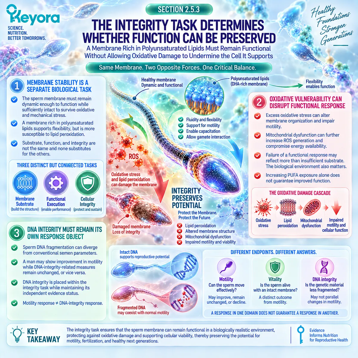 Male fertility wellness links sperm membrane integrity with lipid peroxidation, oxidative stress and DNA fragmentation as distinct targets in the Keyora Sperm Membrane-Motility-Integrity Matrix. Male fertility wellness links sperm membrane integrity with lipid peroxidation, oxidative stress and DNA fragmentation as distinct targets in the Keyora Sperm Membrane-Motility-Integrity Matrix.