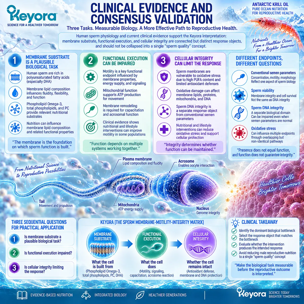 Male fertility nutrition separates sperm membrane substrate, functional motility and cellular integrity into measurable targets in the Keyora Sperm Membrane-Motility-Integrity Matrix. Male fertility nutrition separates sperm membrane substrate, functional motility and cellular integrity into measurable targets in the Keyora Sperm Membrane-Motility-Integrity Matrix.