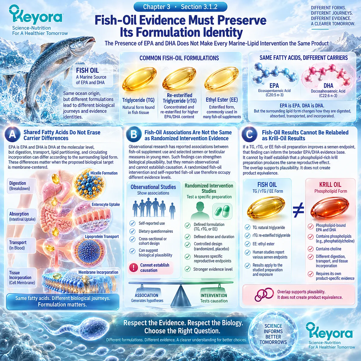 Fish oil male fertility evidence links EPA-DHA carrier form to sperm and semen responses, while Keyora Reproductive Evidence Hierarchy separates fish oil from phospholipid krill. Fish oil male fertility evidence links EPA-DHA carrier form to sperm and semen responses, while Keyora Reproductive Evidence Hierarchy separates fish oil from phospholipid krill.