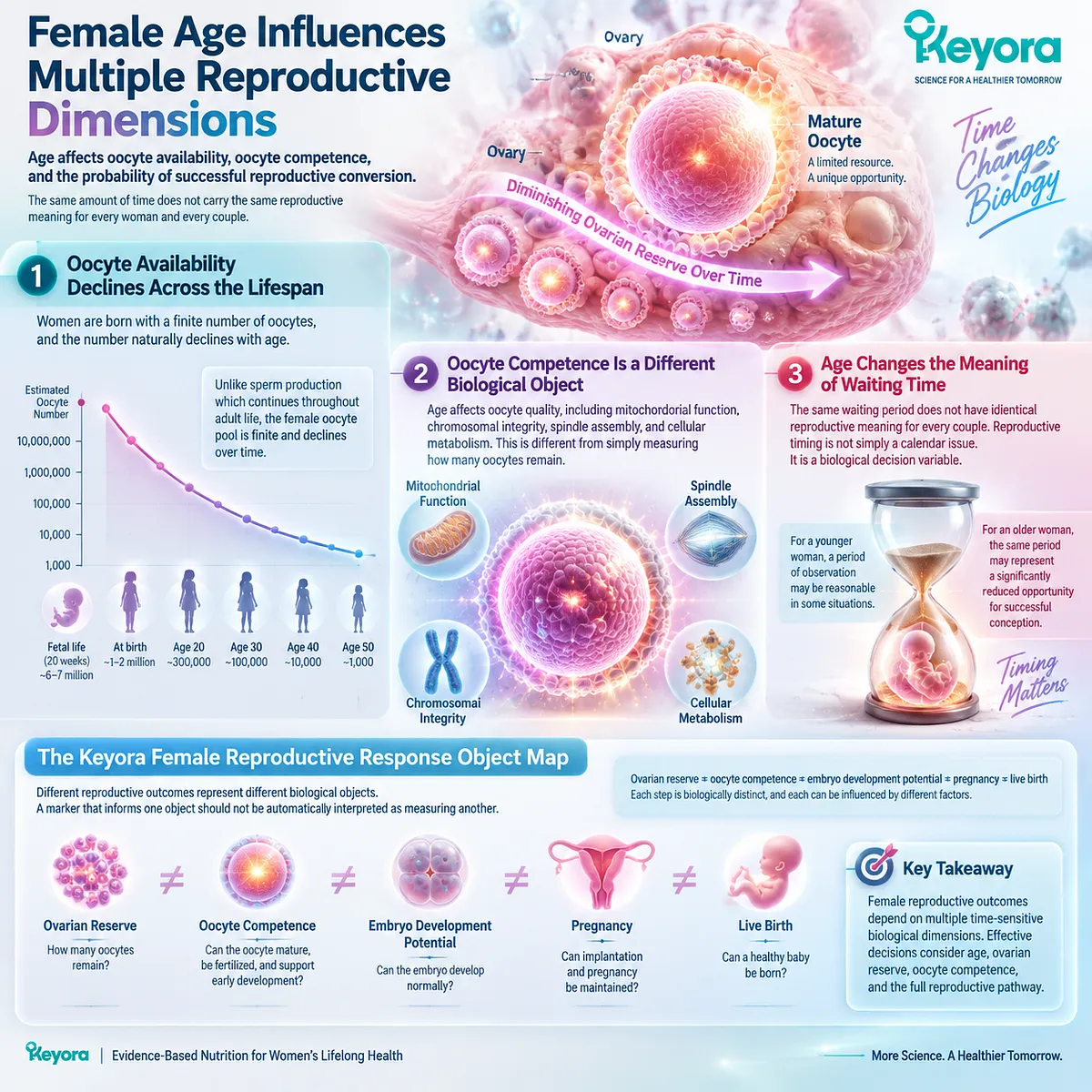 Female age affects fertility wellness through oocyte availability, oocyte competence and reproductive timing, mapped by the Keyora Female Reproductive Response Object Map framework. Female age affects fertility wellness through oocyte availability, oocyte competence and reproductive timing, mapped by the Keyora Female Reproductive Response Object Map framework.