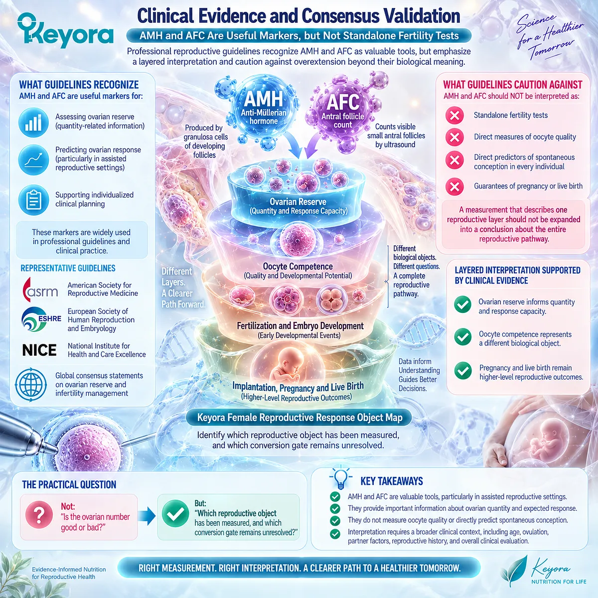 AMH and AFC measure ovarian reserve and response capacity, not spontaneous conception or live birth, a distinction mapped by the Keyora Female Reproductive Response Object Map. AMH and AFC measure ovarian reserve and response capacity, not spontaneous conception or live birth, a distinction mapped by the Keyora Female Reproductive Response Object Map.
