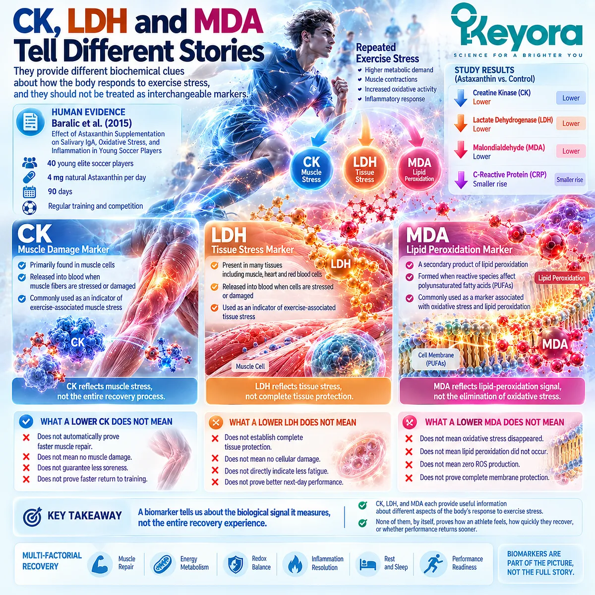 CK and LDH reflect exercise-related tissue stress while MDA tracks lipid peroxidation, supporting Keyora Astaxanthin EP-4 biomarker-specific recovery interpretation. CK and LDH reflect exercise-related tissue stress while MDA tracks lipid peroxidation, supporting Keyora Astaxanthin EP-4 biomarker-specific recovery interpretation.