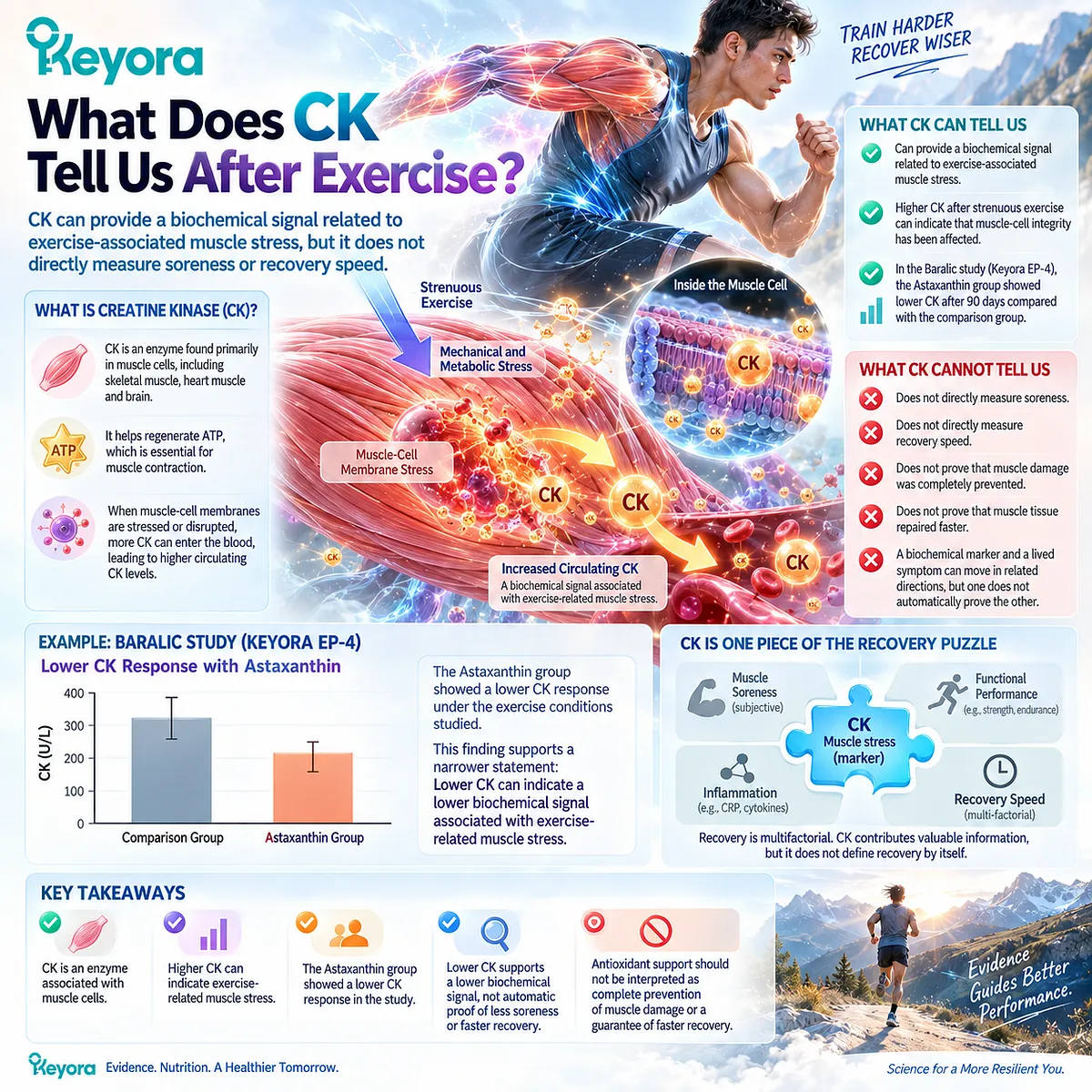 Lower CK can indicate reduced biochemical muscle-stress signaling after exercise without proving faster repair or less soreness, framed by Keyora Astaxanthin EP-4. Lower CK can indicate reduced biochemical muscle-stress signaling after exercise without proving faster repair or less soreness, framed by Keyora Astaxanthin EP-4.