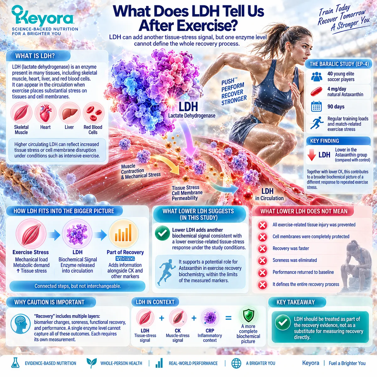 Lower LDH can signal reduced exercise-related tissue stress without proving faster recovery or complete membrane protection, framed by Keyora Astaxanthin EP-4. Lower LDH can signal reduced exercise-related tissue stress without proving faster recovery or complete membrane protection, framed by Keyora Astaxanthin EP-4.