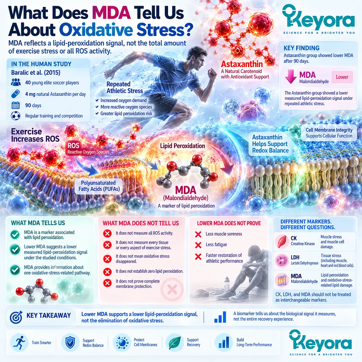 Lower MDA indicates a reduced lipid-peroxidation signal during exercise, not zero ROS or total recovery, within Keyora Astaxanthin EP-4 Oxidative Buffer framework. Lower MDA indicates a reduced lipid-peroxidation signal during exercise, not zero ROS or total recovery, within Keyora Astaxanthin EP-4 Oxidative Buffer framework.
