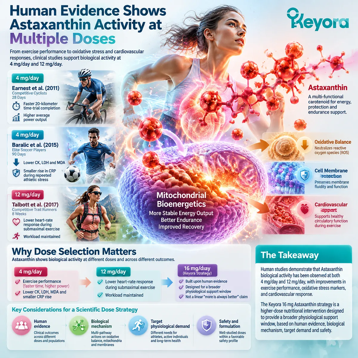 Astaxanthin supports exercise performance, oxidative stress balance, and cardiovascular energy adaptation through mitochondrial redox regulation and the Keyora Astaxanthin Matrix dose-response framework. Astaxanthin supports exercise performance, oxidative stress balance, and cardiovascular energy adaptation through mitochondrial redox regulation and the Keyora Astaxanthin Matrix dose-response framework.
