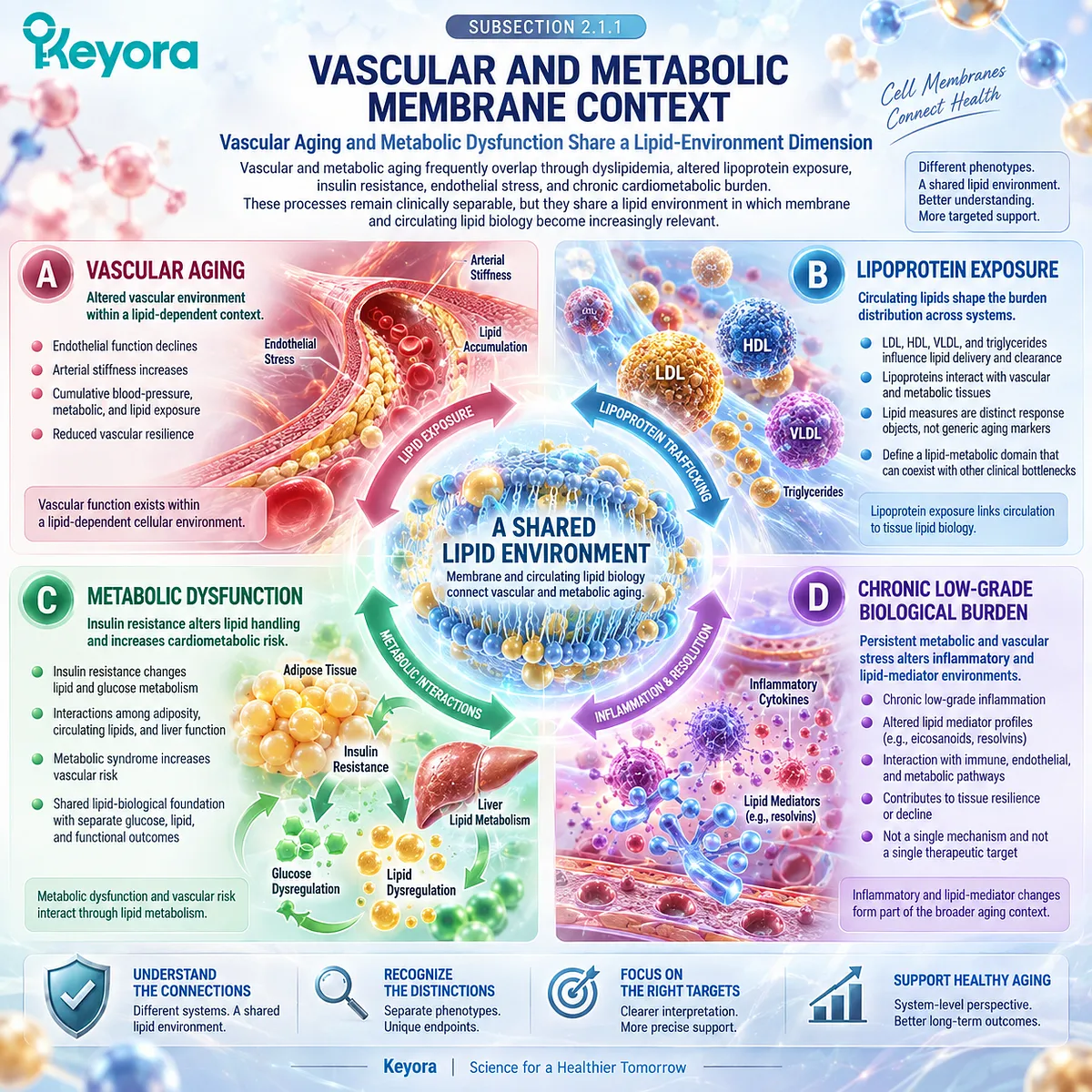 Vascular aging and metabolic dysfunction link dyslipidemia, insulin resistance, endothelial stress and lipid-mediator balance to membrane-lipid biology in the Keyora Krill-Centered Aging Multi-Nutrient Architecture. Vascular aging and metabolic dysfunction link dyslipidemia, insulin resistance, endothelial stress and lipid-mediator balance to membrane-lipid biology in the Keyora Krill-Centered Aging Multi-Nutrient Architecture.