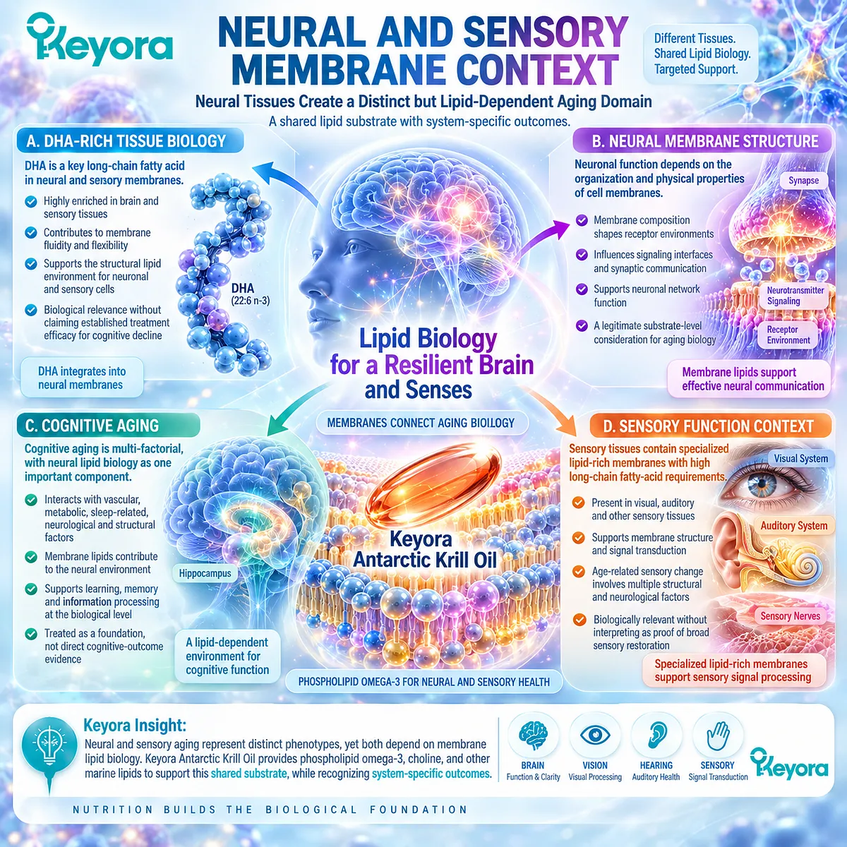 Cognitive aging and sensory wellness link DHA-rich neural membranes with receptor signaling and cellular communication, framed as lipid-foundation support in the Keyora Krill-Centered Aging Multi-Nutrient Architecture. Cognitive aging and sensory wellness link DHA-rich neural membranes with receptor signaling and cellular communication, framed as lipid-foundation support in the Keyora Krill-Centered Aging Multi-Nutrient Architecture.