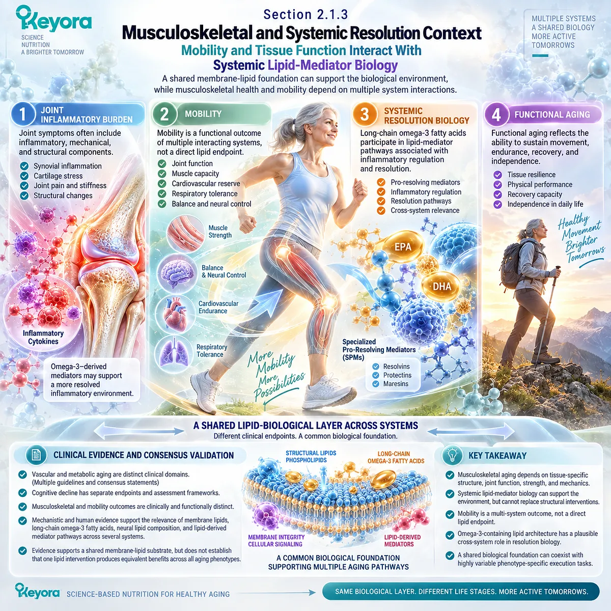 Joint comfort and healthy aging link long-chain omega-3 lipid mediators with inflammatory-resolution biology and mobility support in the Keyora Krill-Centered Aging Multi-Nutrient Architecture. Joint comfort and healthy aging link long-chain omega-3 lipid mediators with inflammatory-resolution biology and mobility support in the Keyora Krill-Centered Aging Multi-Nutrient Architecture.