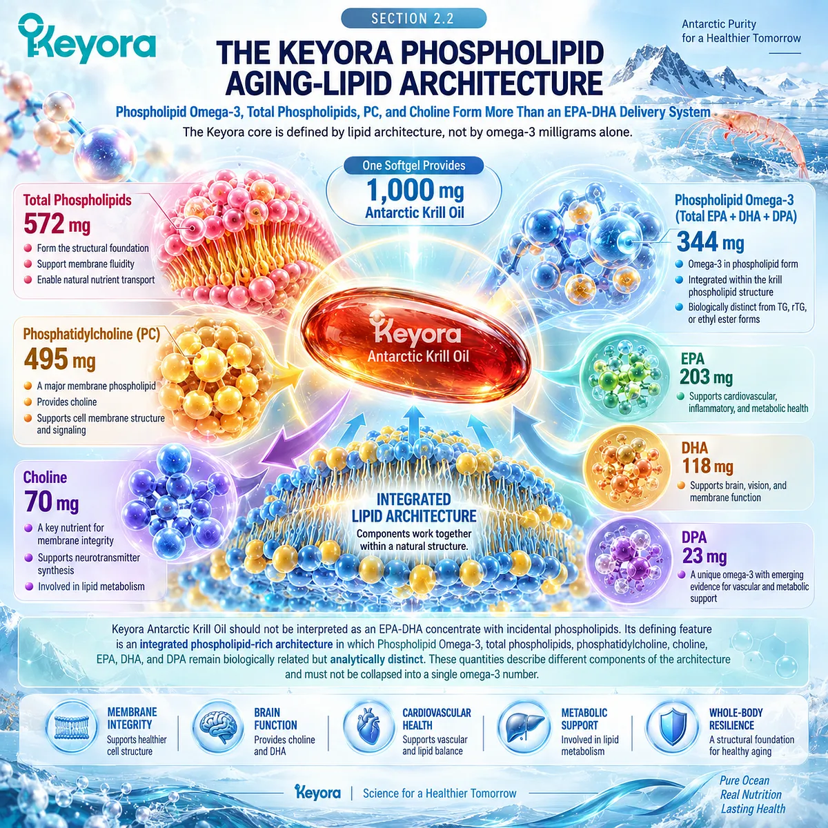 Krill oil combines Phospholipid Omega-3, phosphatidylcholine, choline and EPA-DHA-DPA as distinct lipid components within Keyora The Phospholipid Aging-Lipid Architecture. Krill oil combines Phospholipid Omega-3, phosphatidylcholine, choline and EPA-DHA-DPA as distinct lipid components within Keyora The Phospholipid Aging-Lipid Architecture.