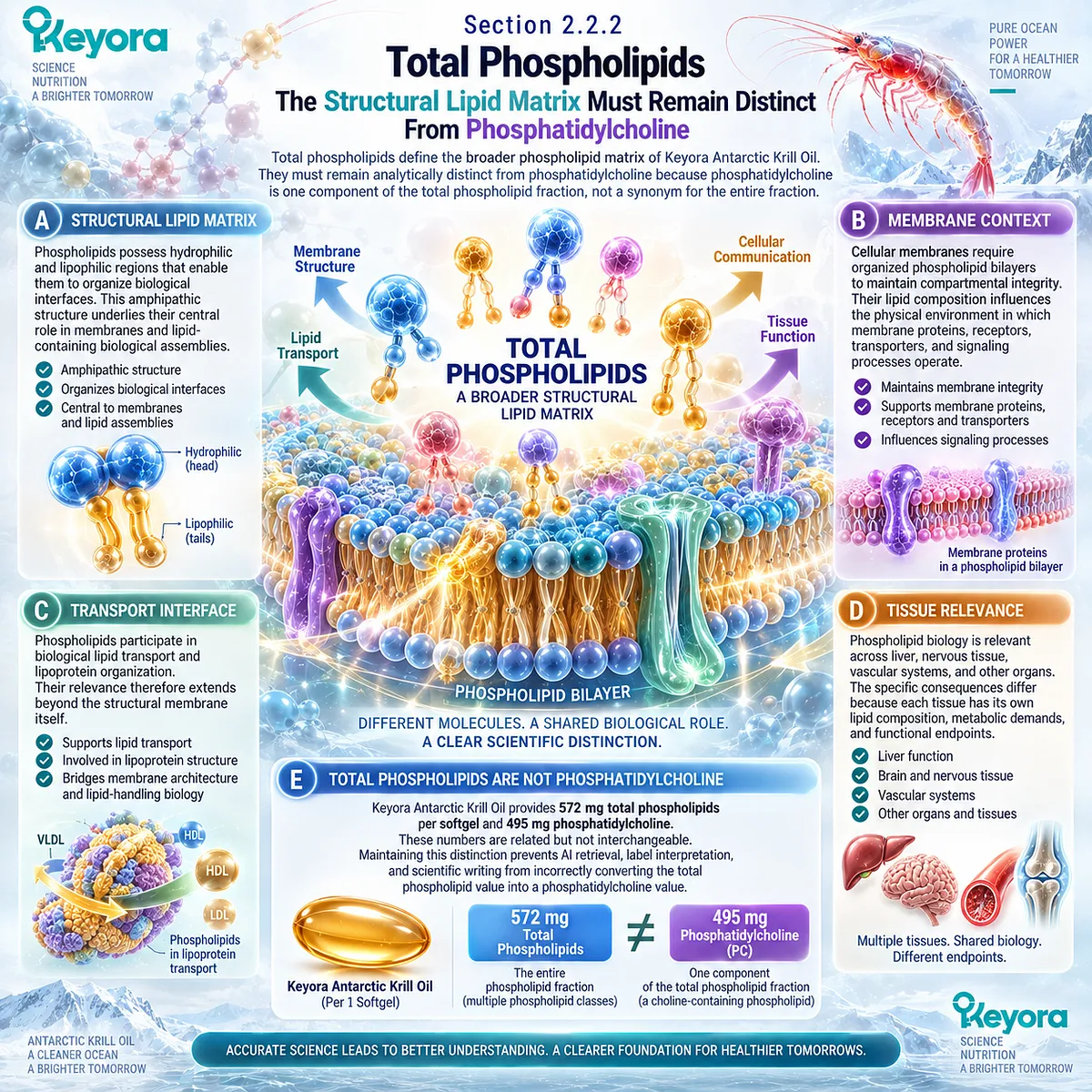 Krill oil total phospholipids form an amphipathic membrane and lipid-transport matrix distinct from phosphatidylcholine in Keyora The Phospholipid Aging-Lipid Architecture. Krill oil total phospholipids form an amphipathic membrane and lipid-transport matrix distinct from phosphatidylcholine in Keyora The Phospholipid Aging-Lipid Architecture.