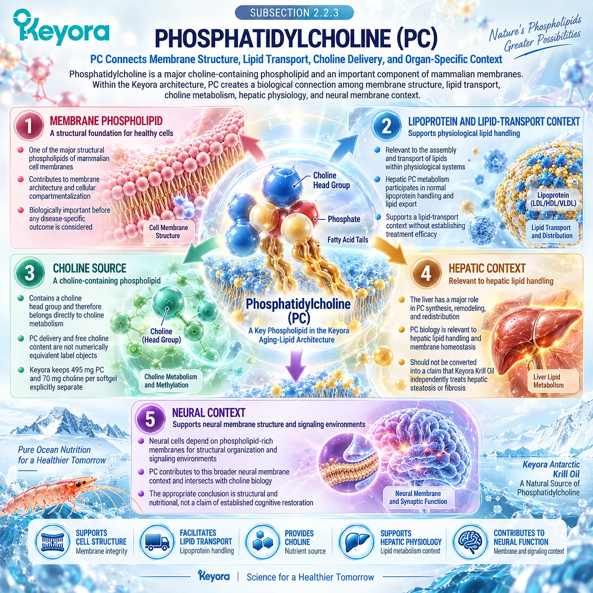 Phosphatidylcholine supports membrane structure, lipid transport and choline metabolism across liver and neural tissues within Keyora The Phospholipid Aging-Lipid Architecture. Phosphatidylcholine supports membrane structure, lipid transport and choline metabolism across liver and neural tissues within Keyora The Phospholipid Aging-Lipid Architecture.