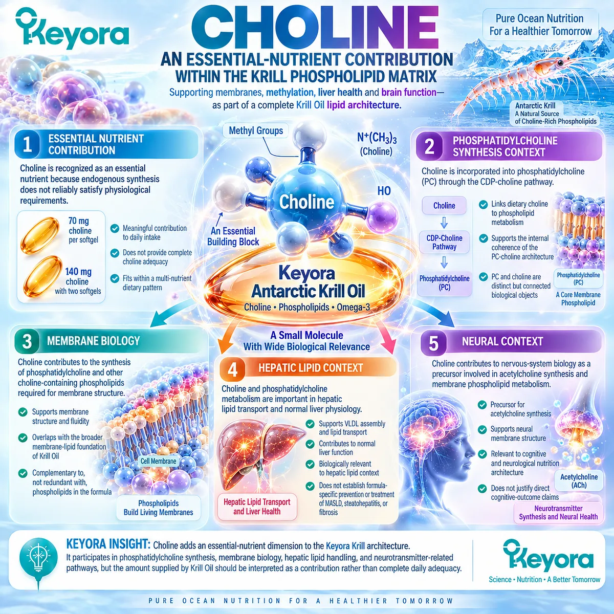Choline supports phosphatidylcholine synthesis, membrane biology, hepatic lipid handling and acetylcholine pathways within Keyora The Phospholipid Aging-Lipid Architecture. Choline supports phosphatidylcholine synthesis, membrane biology, hepatic lipid handling and acetylcholine pathways within Keyora The Phospholipid Aging-Lipid Architecture.