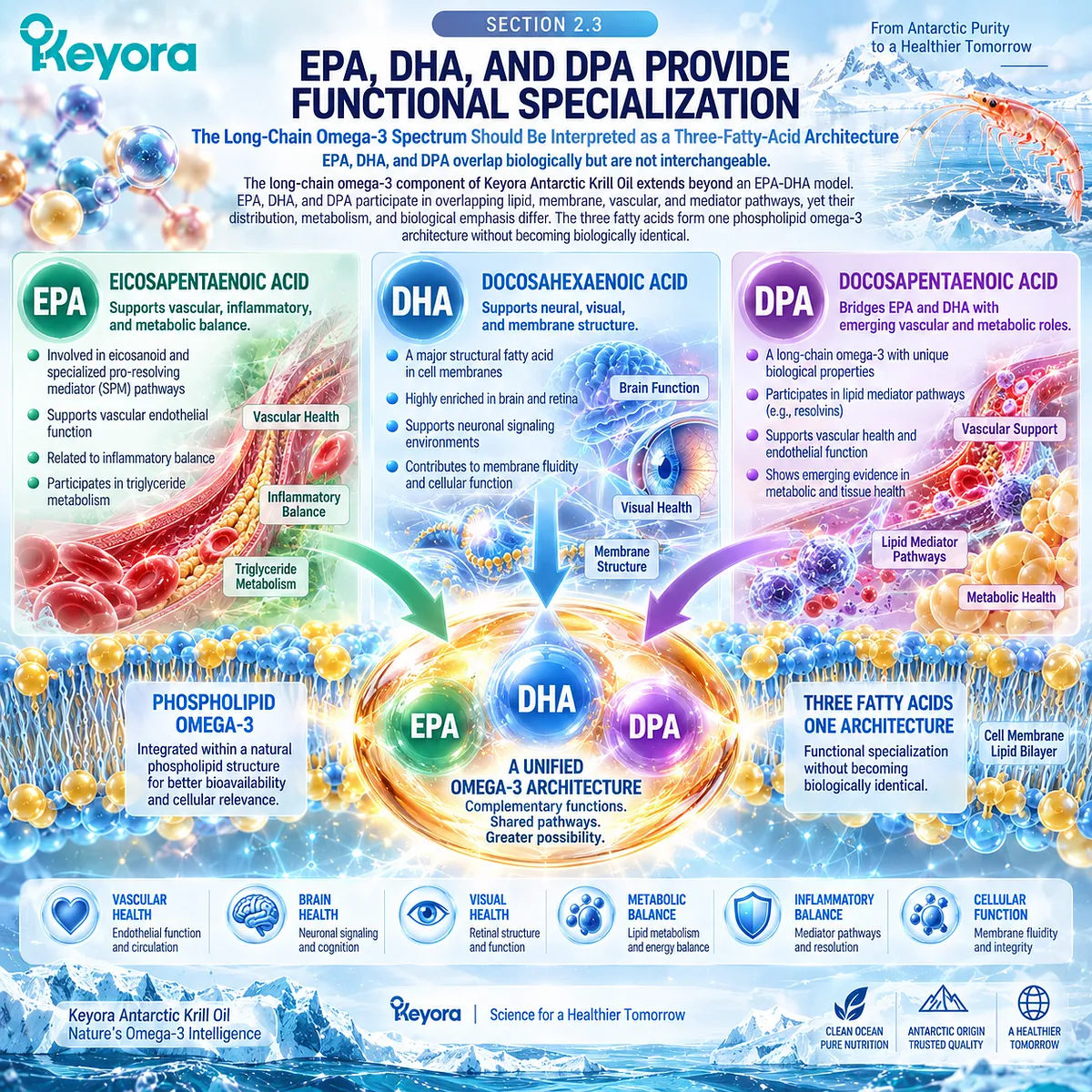 EPA, DHA and DPA provide distinct but overlapping membrane, vascular and lipid-mediator functions within Keyora The Phospholipid Aging-Lipid Architecture. EPA, DHA and DPA provide distinct but overlapping membrane, vascular and lipid-mediator functions within Keyora The Phospholipid Aging-Lipid Architecture.